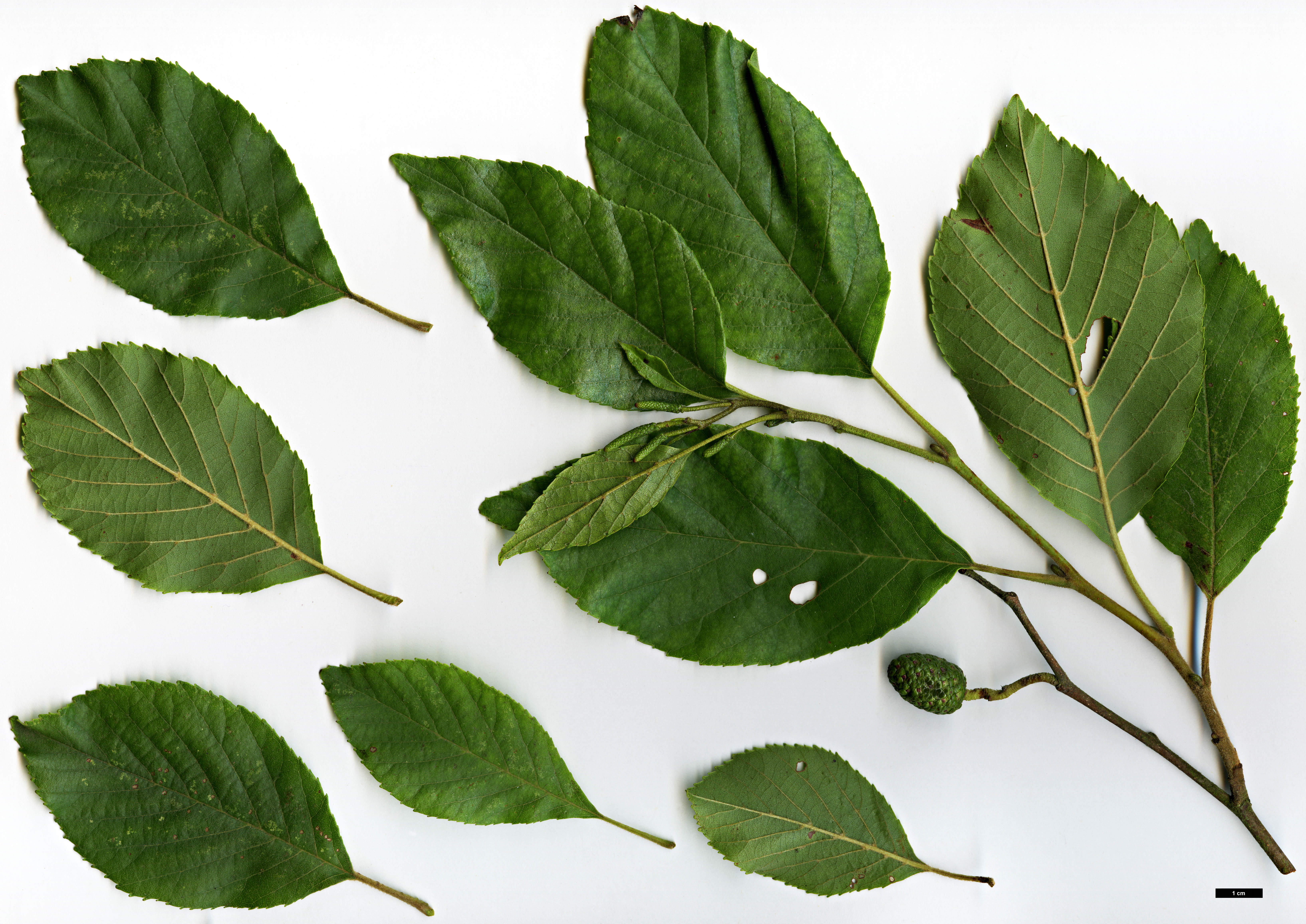 High resolution image: Family: Betulaceae - Genus: Alnus - Taxon: ×mayrii (A.hirsuta × A.japonica) High resolution image: Family: Betulaceae - Genus: Alnus - Taxon: ×mayrii (A.hirsuta × A.japonica)