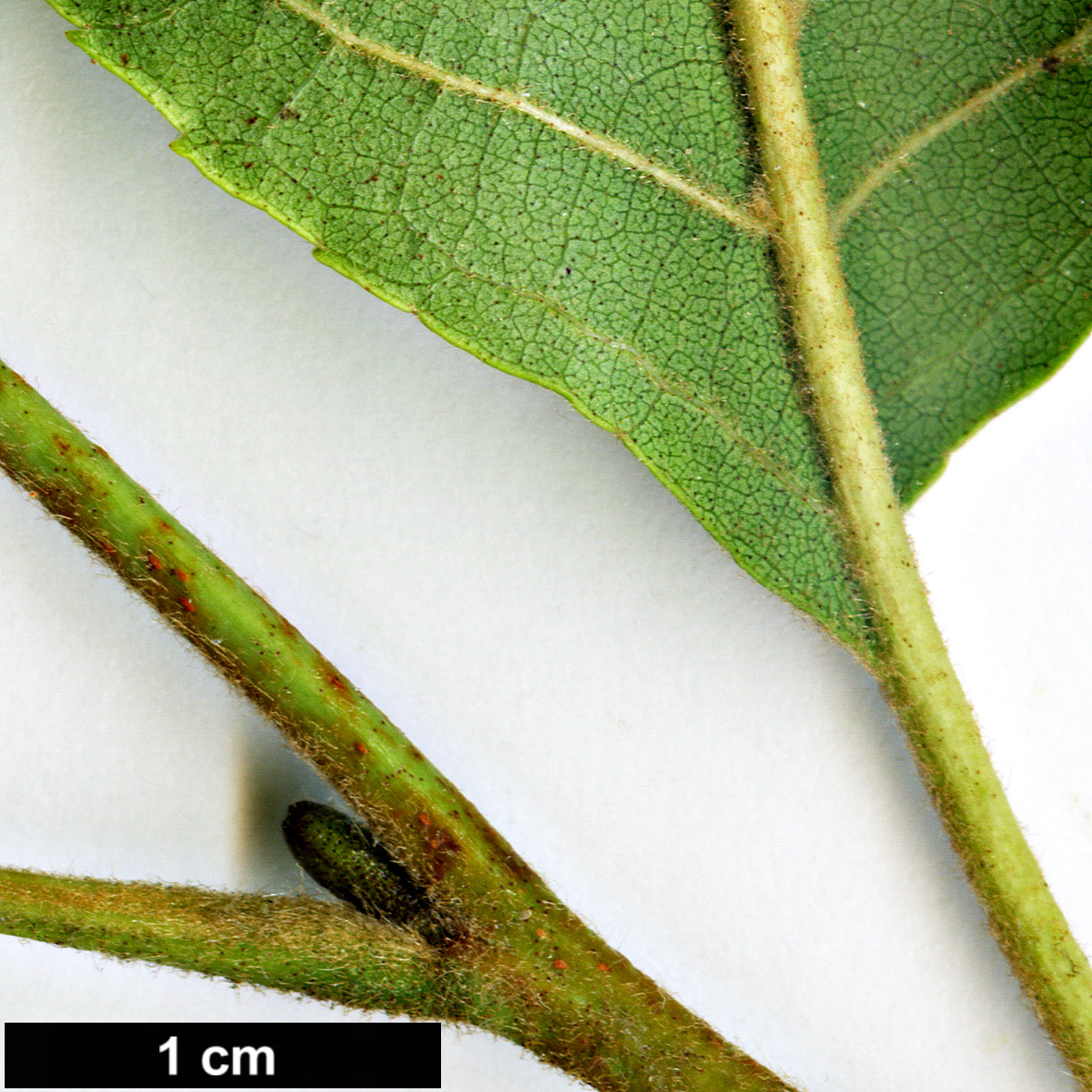 High resolution image: Family: Betulaceae - Genus: Alnus - Taxon: ×mayrii (A.hirsuta × A.japonica)