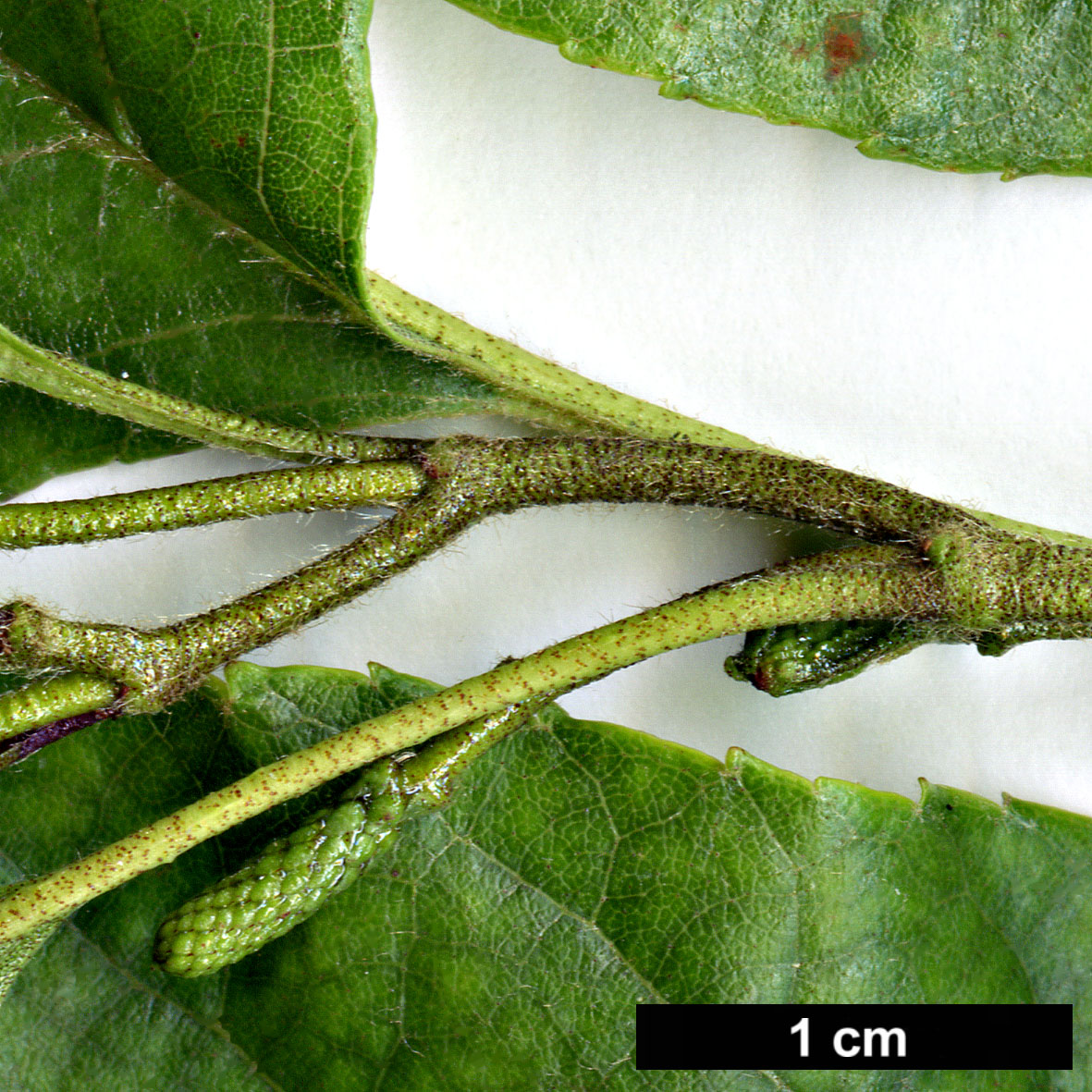 High resolution image: Family: Betulaceae - Genus: Alnus - Taxon: ×mayrii (A.hirsuta × A.japonica)