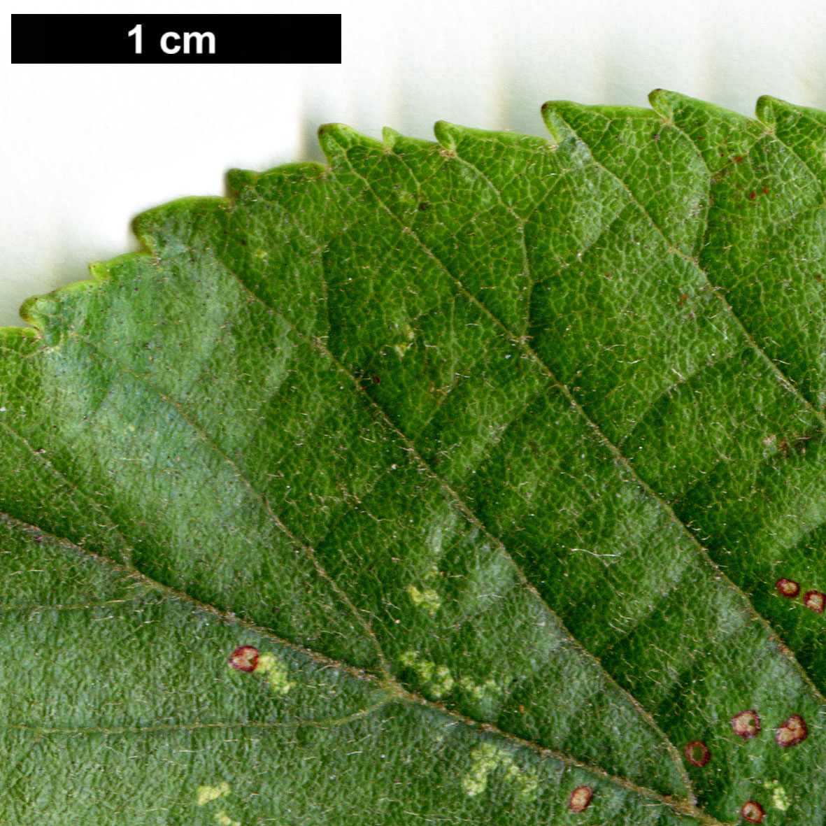 High resolution image: Family: Betulaceae - Genus: Alnus - Taxon: ×mayrii (A.hirsuta × A.japonica) High resolution image: Family: Betulaceae - Genus: Alnus - Taxon: ×mayrii (A.hirsuta × A.japonica)