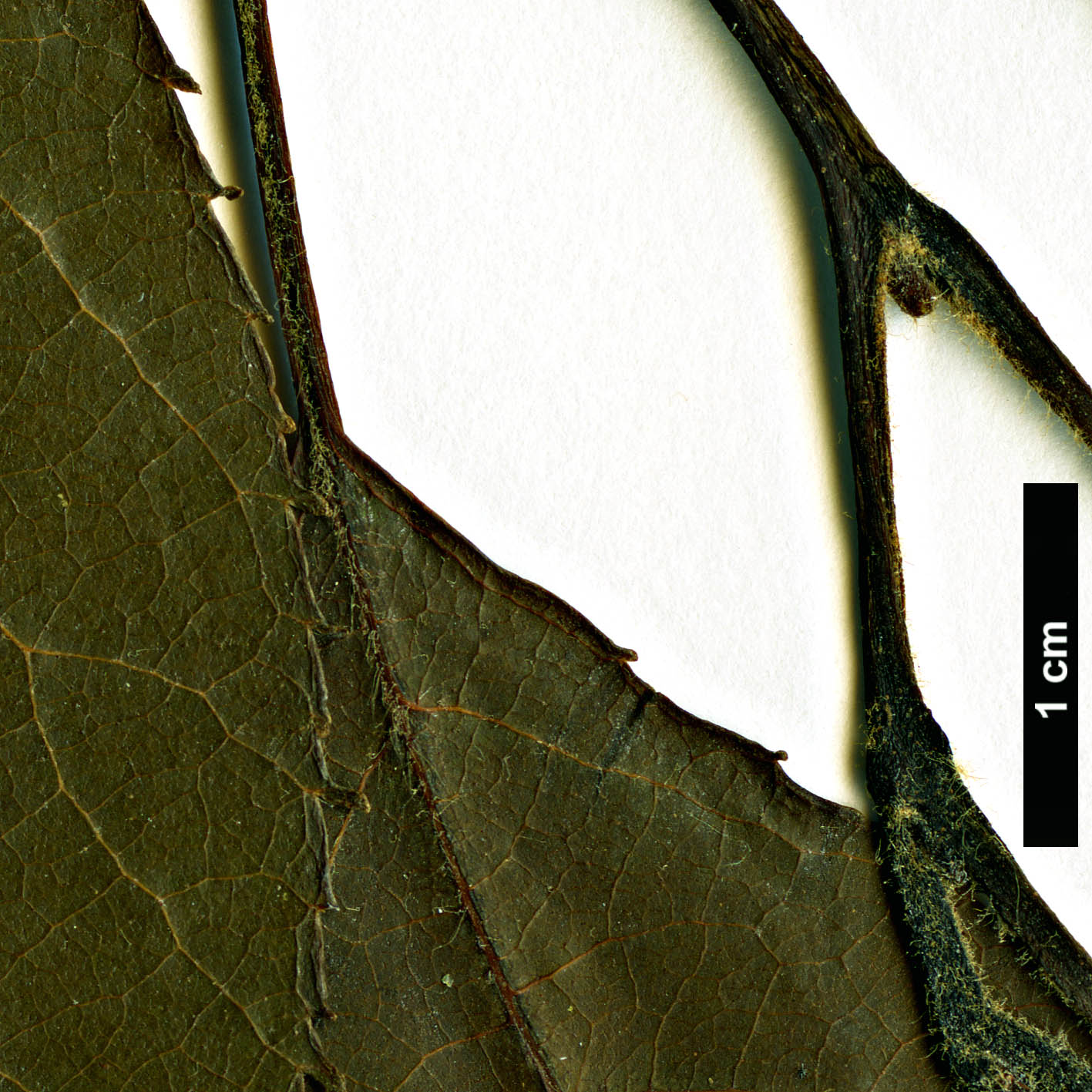 High resolution image: Family: Betulaceae - Genus: Alnus - Taxon: ×mayrii (A.hirsuta × A.japonica) High resolution image: Family: Betulaceae - Genus: Alnus - Taxon: ×mayrii (A.hirsuta × A.japonica)