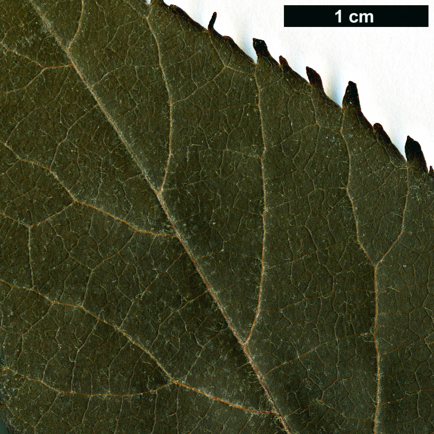 High resolution image: Family: Betulaceae - Genus: Alnus - Taxon: ×mayrii (A.hirsuta × A.japonica) High resolution image: Family: Betulaceae - Genus: Alnus - Taxon: ×mayrii (A.hirsuta × A.japonica)