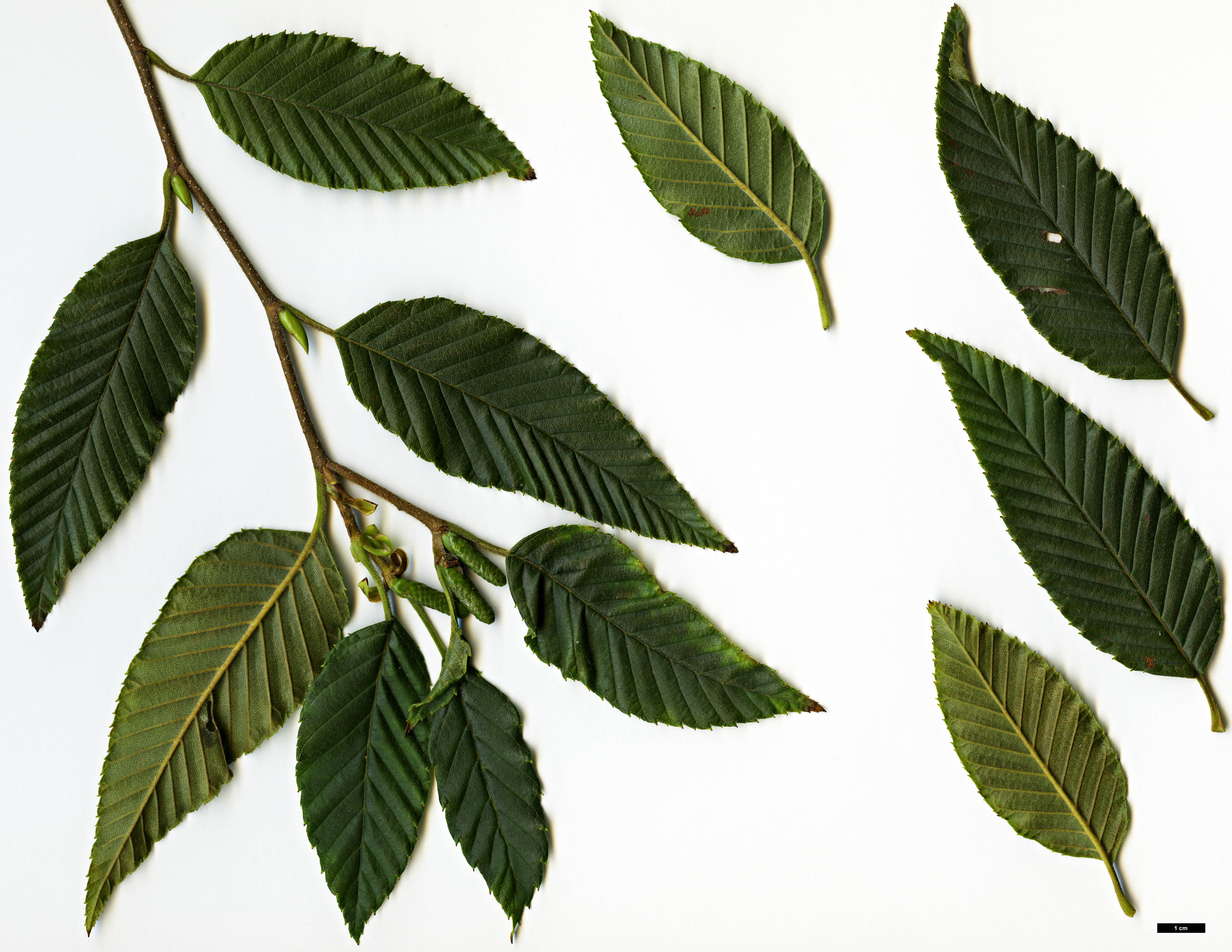 High resolution image: Family: Betulaceae - Genus: Alnus - Taxon: ×peculiaris (A.firma × A.pendula) High resolution image: Family: Betulaceae - Genus: Alnus - Taxon: ×peculiaris (A.firma × A.pendula)