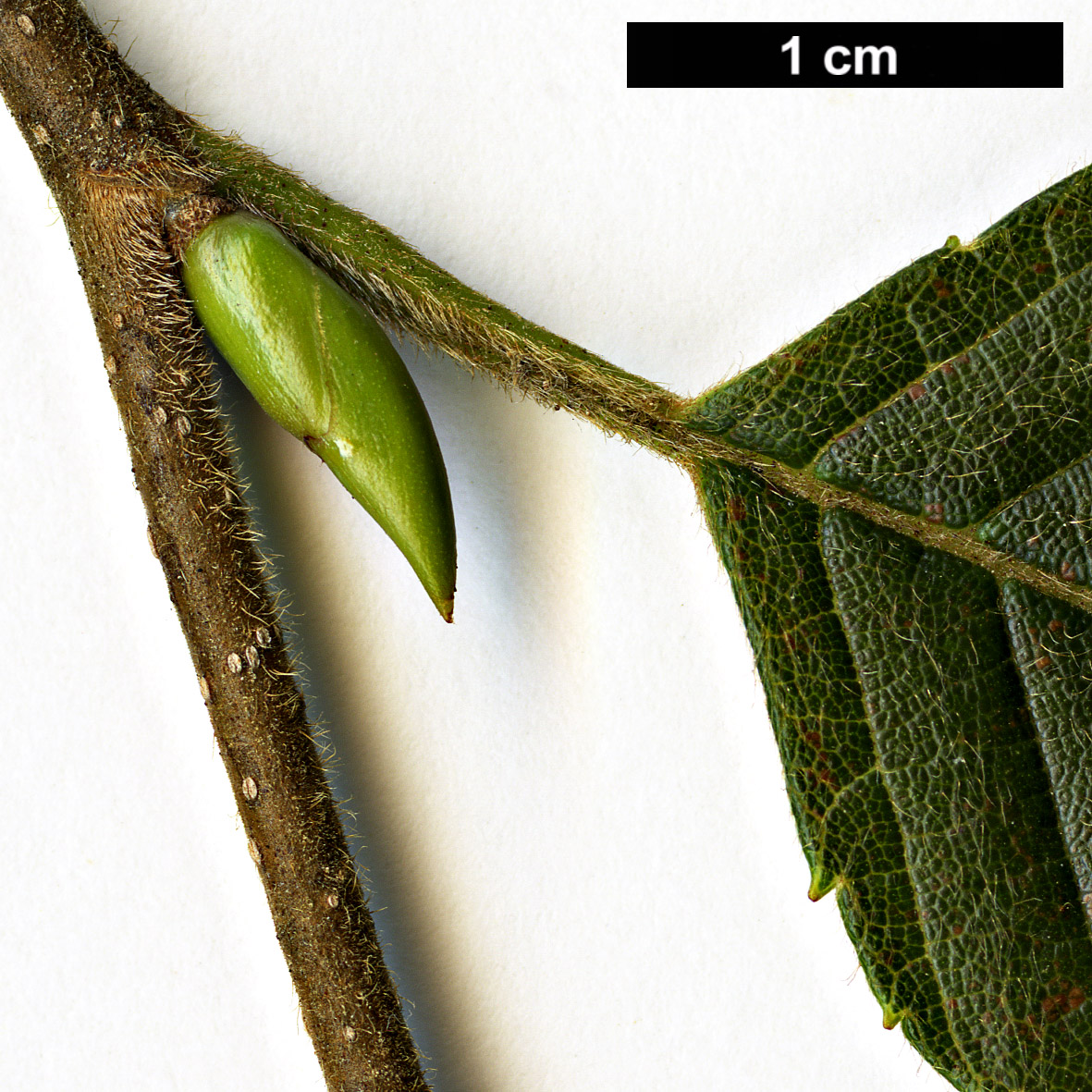 High resolution image: Family: Betulaceae - Genus: Alnus - Taxon: ×peculiaris (A.firma × A.pendula) High resolution image: Family: Betulaceae - Genus: Alnus - Taxon: ×peculiaris (A.firma × A.pendula)