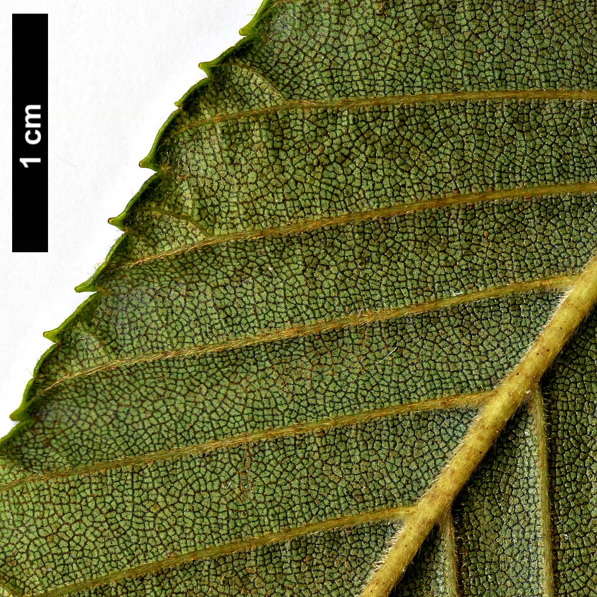 High resolution image: Family: Betulaceae - Genus: Alnus - Taxon: ×peculiaris (A.firma × A.pendula)
