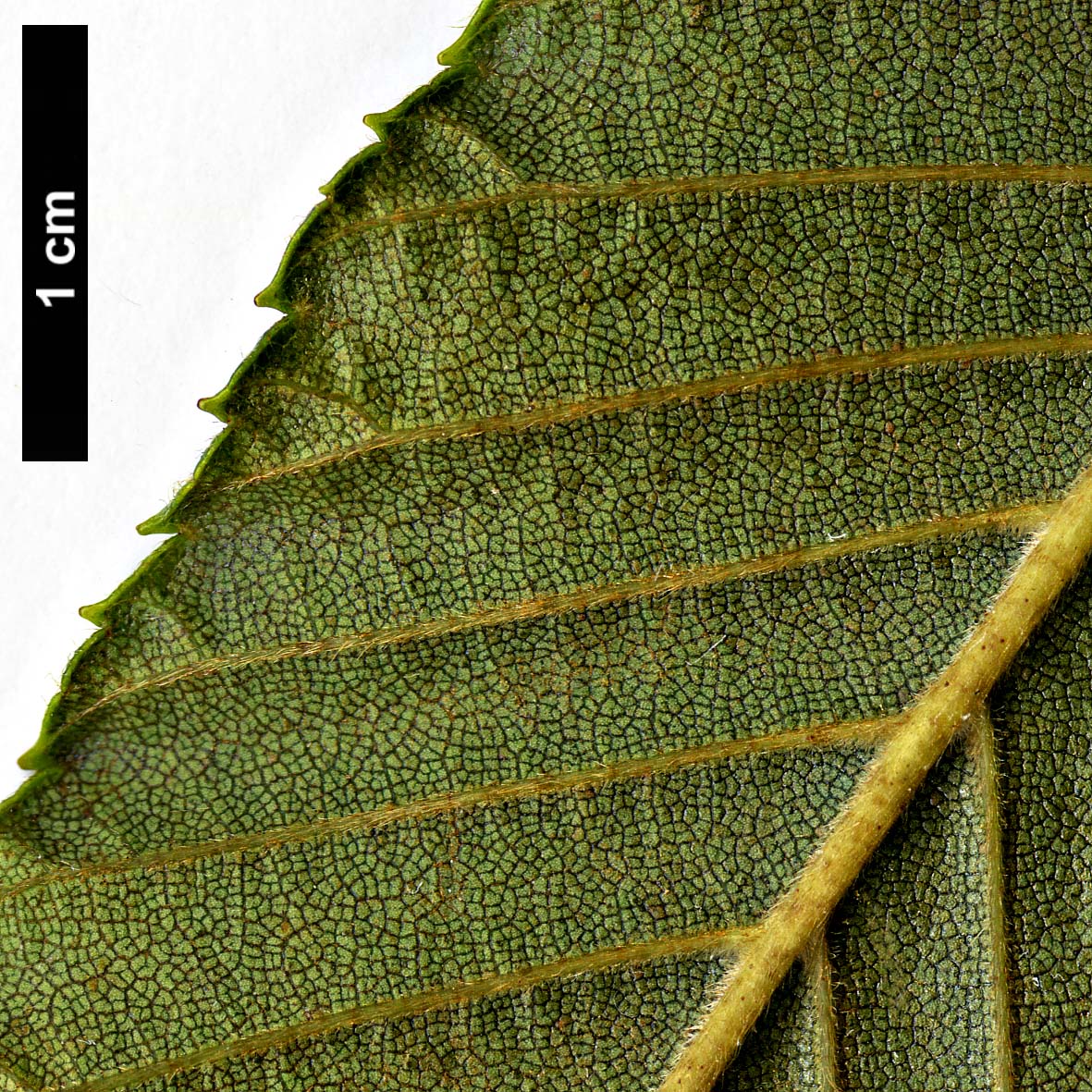 High resolution image: Family: Betulaceae - Genus: Alnus - Taxon: ×peculiaris (A.firma × A.pendula) High resolution image: Family: Betulaceae - Genus: Alnus - Taxon: ×peculiaris (A.firma × A.pendula)
