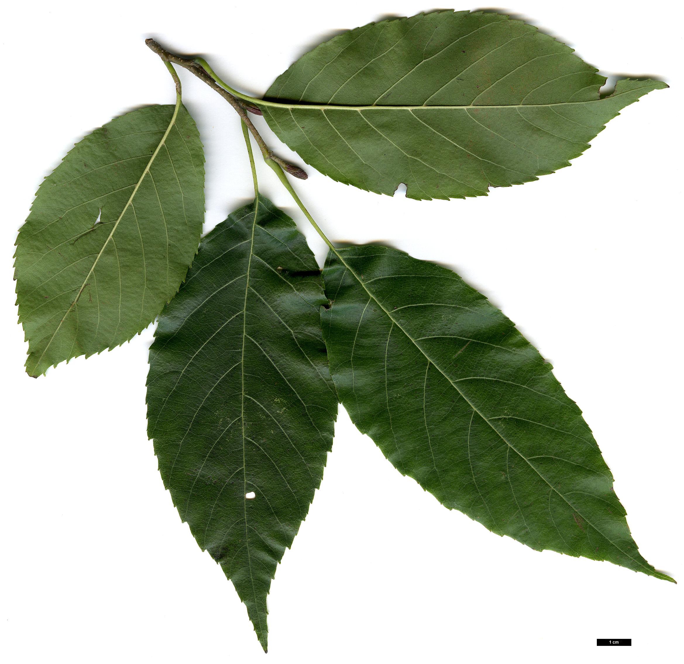High resolution image: Family: Betulaceae - Genus: Alnus - Taxon: ×spaethii (A.japonica × A.subcordata)
