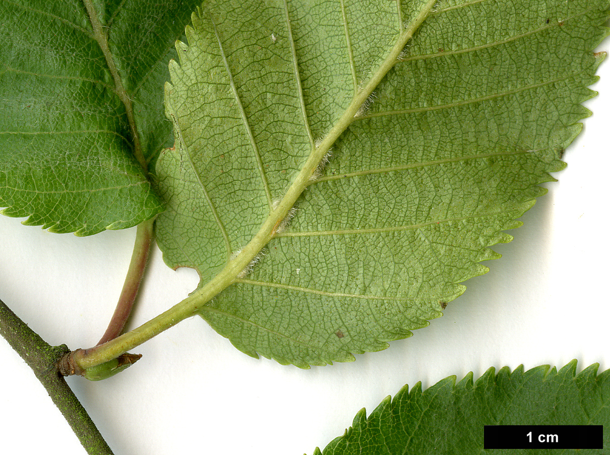 High resolution image: Family: Betulaceae - Genus: Betula - Taxon: 'Fascination'