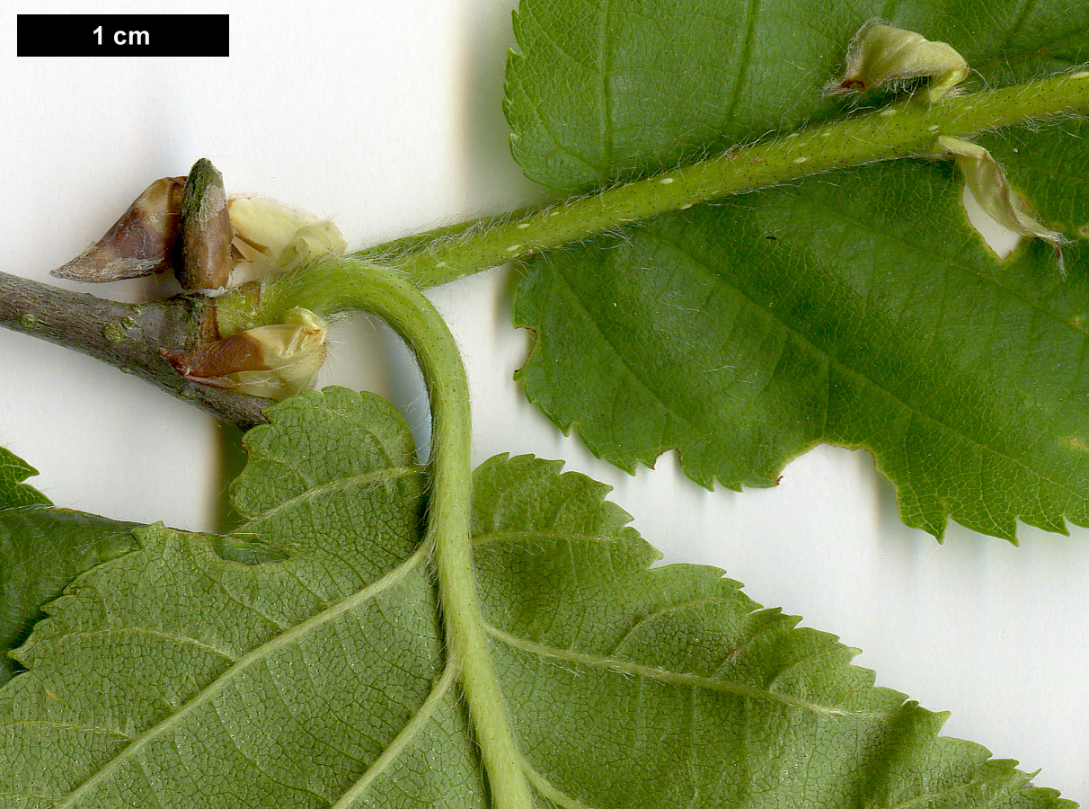 High resolution image: Family: Betulaceae - Genus: Betula - Taxon: alleghaniensis