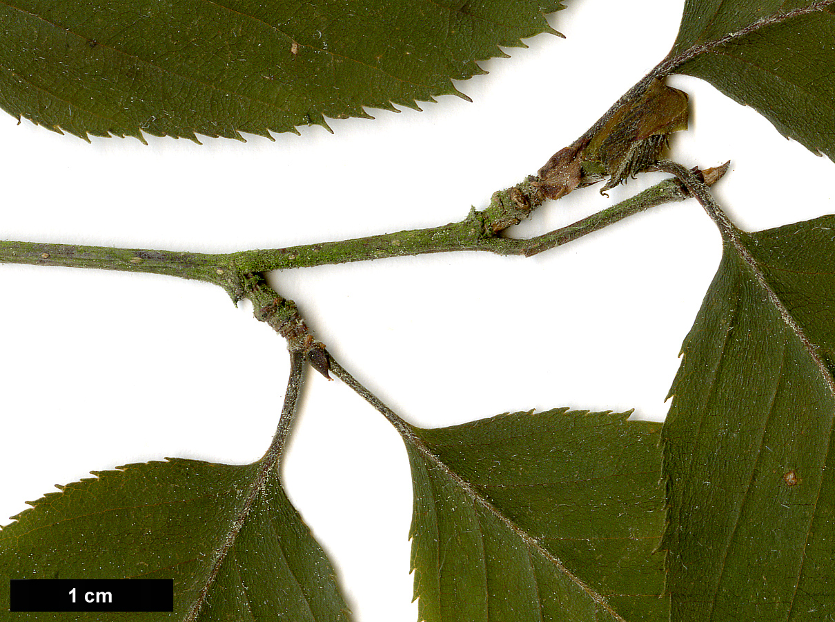 High resolution image: Family: Betulaceae - Genus: Betula - Taxon: alnoides