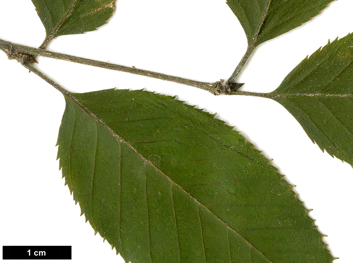 High resolution image: Family: Betulaceae - Genus: Betula - Taxon: alnoides