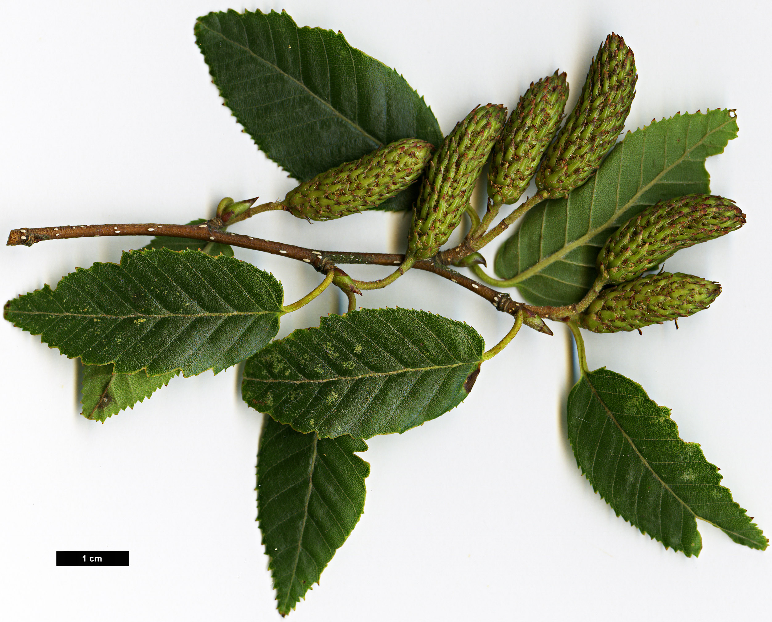 High resolution image: Family: Betulaceae - Genus: Betula - Taxon: ashburneri