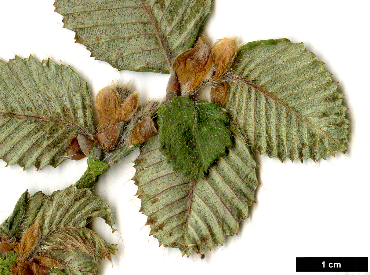 High resolution image: Family: Betulaceae - Genus: Betula - Taxon: bomiensis