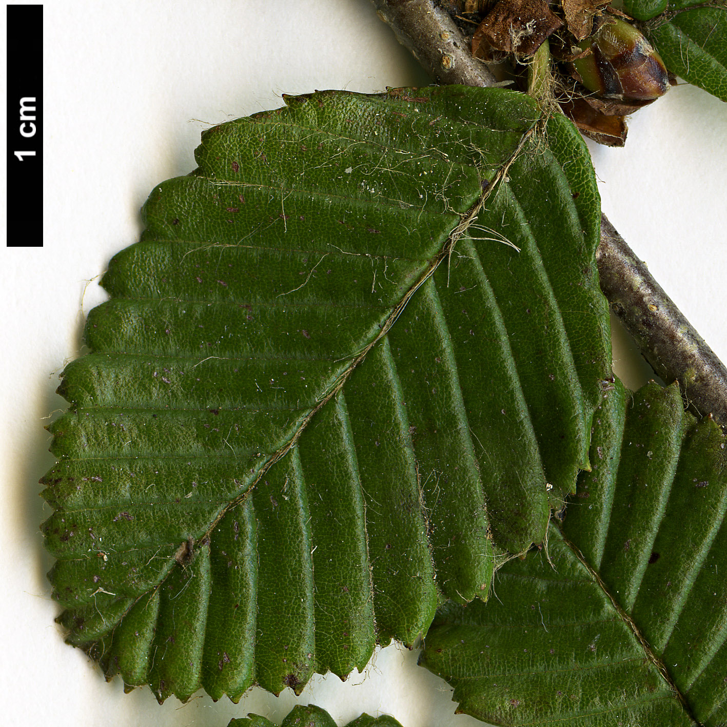 High resolution image: Family: Betulaceae - Genus: Betula - Taxon: bomiensis