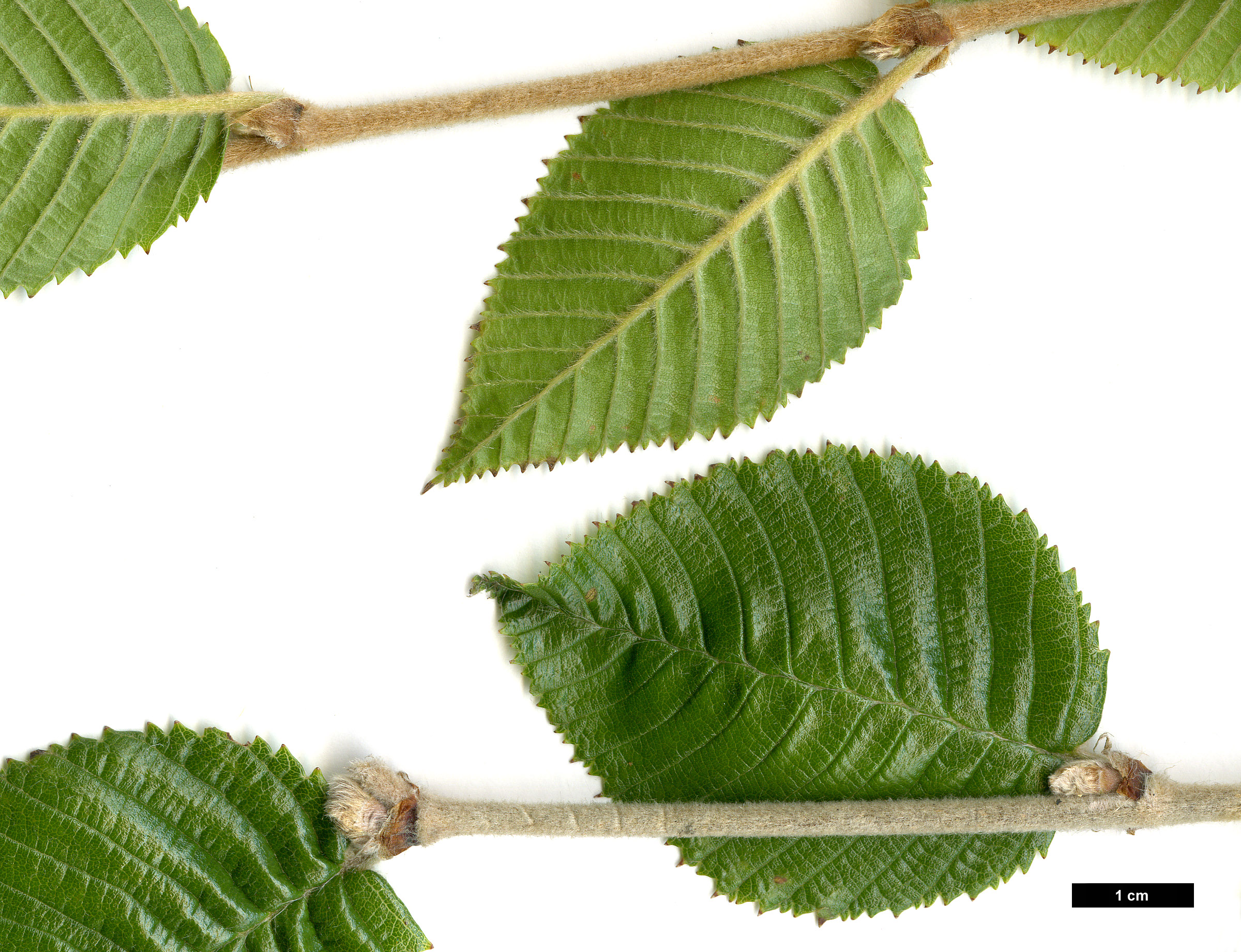 High resolution image: Family: Betulaceae - Genus: Betula - Taxon: calcicola