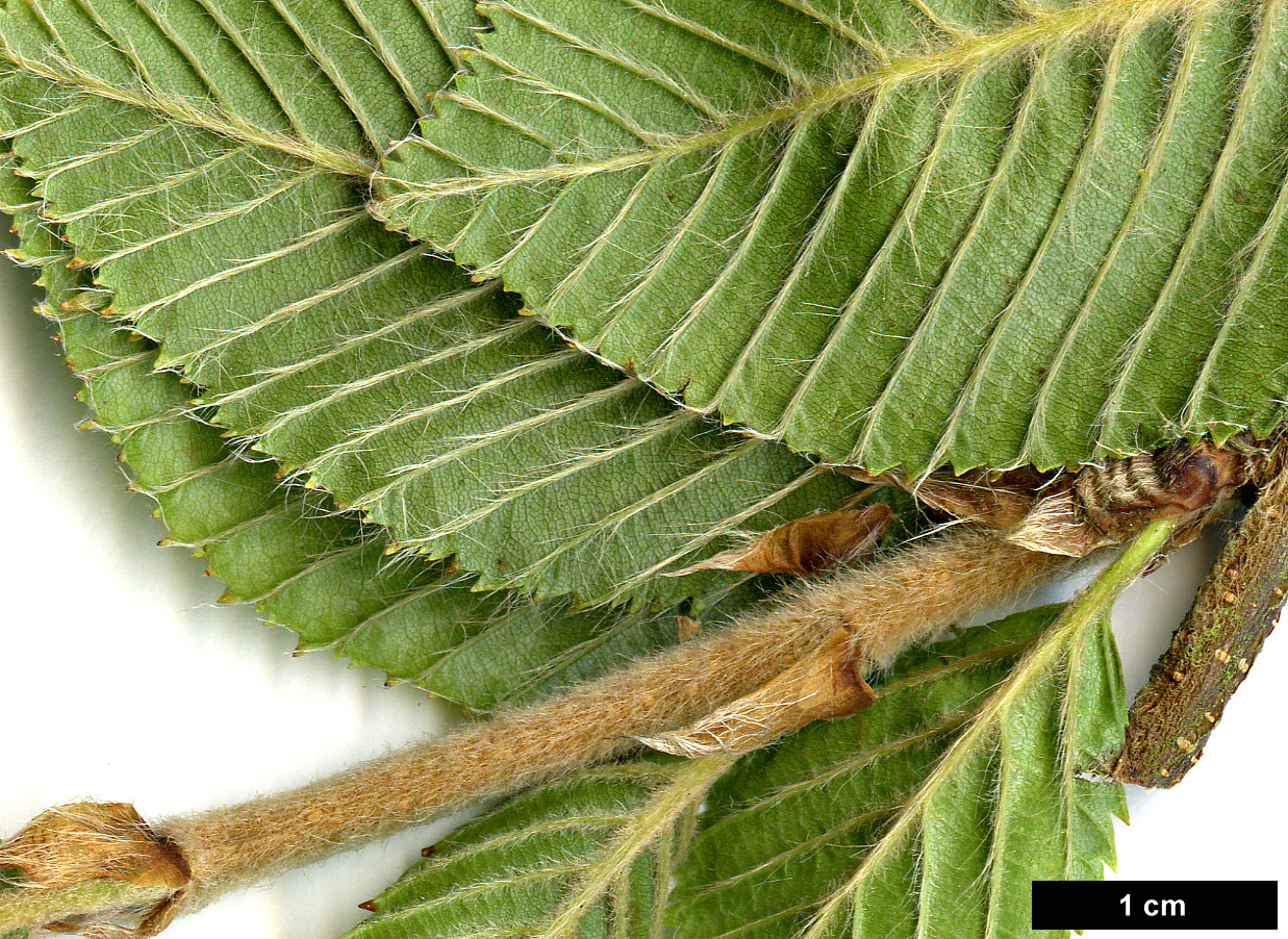 High resolution image: Family: Betulaceae - Genus: Betula - Taxon: calcicola