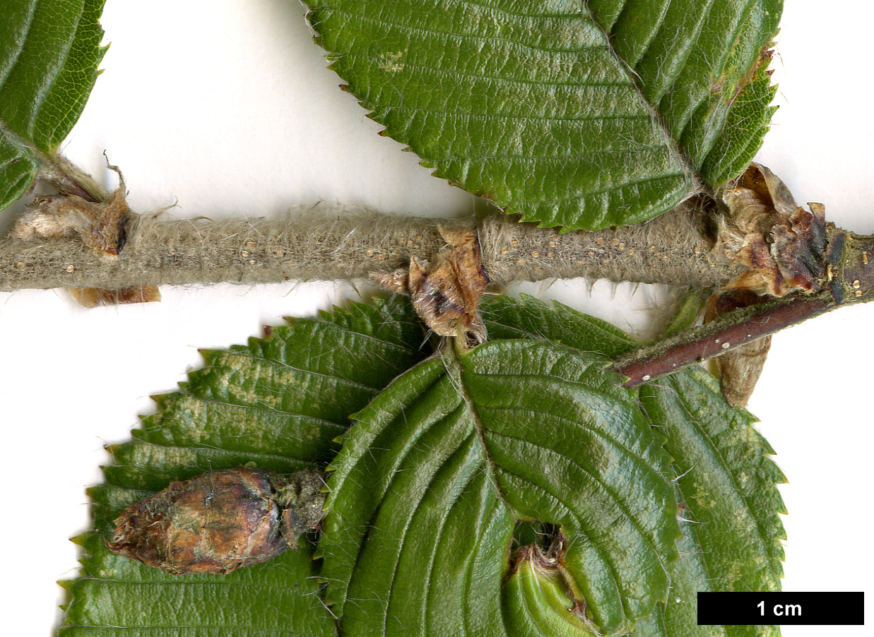 High resolution image: Family: Betulaceae - Genus: Betula - Taxon: calcicola