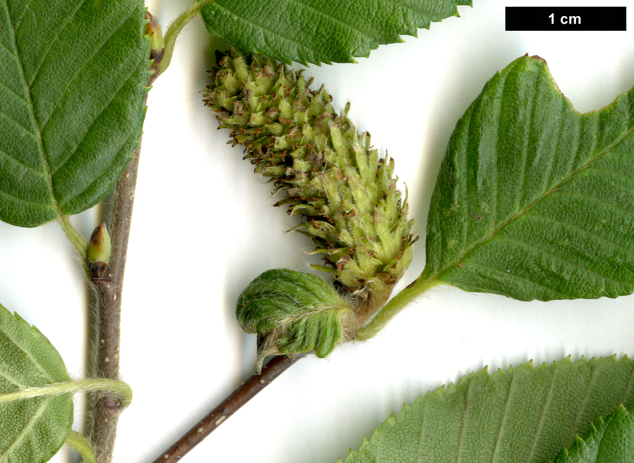 High resolution image: Family: Betulaceae - Genus: Betula - Taxon: chichibuensis