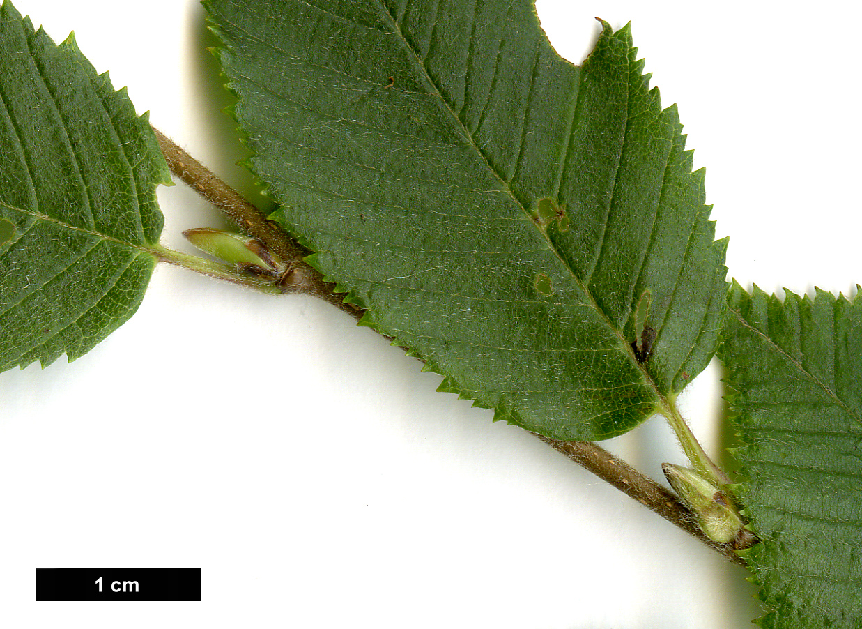 High resolution image: Family: Betulaceae - Genus: Betula - Taxon: chichibuensis