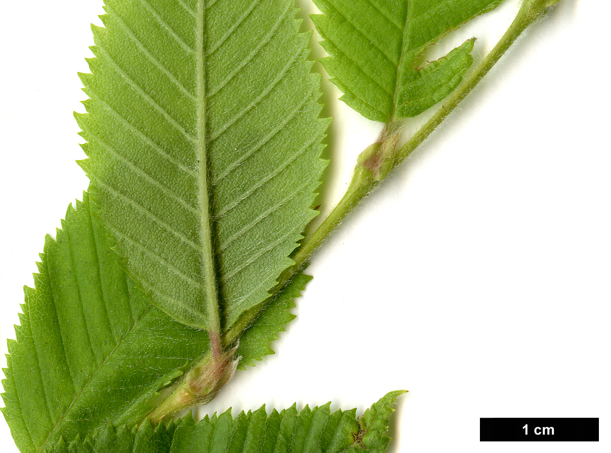 High resolution image: Family: Betulaceae - Genus: Betula - Taxon: chichibuensis