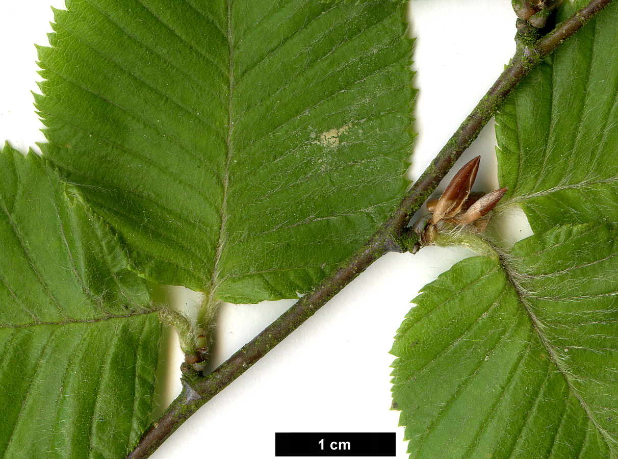 High resolution image: Family: Betulaceae - Genus: Betula - Taxon: chichibuensis