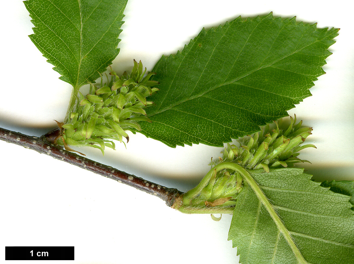 High resolution image: Family: Betulaceae - Genus: Betula - Taxon: chinensis