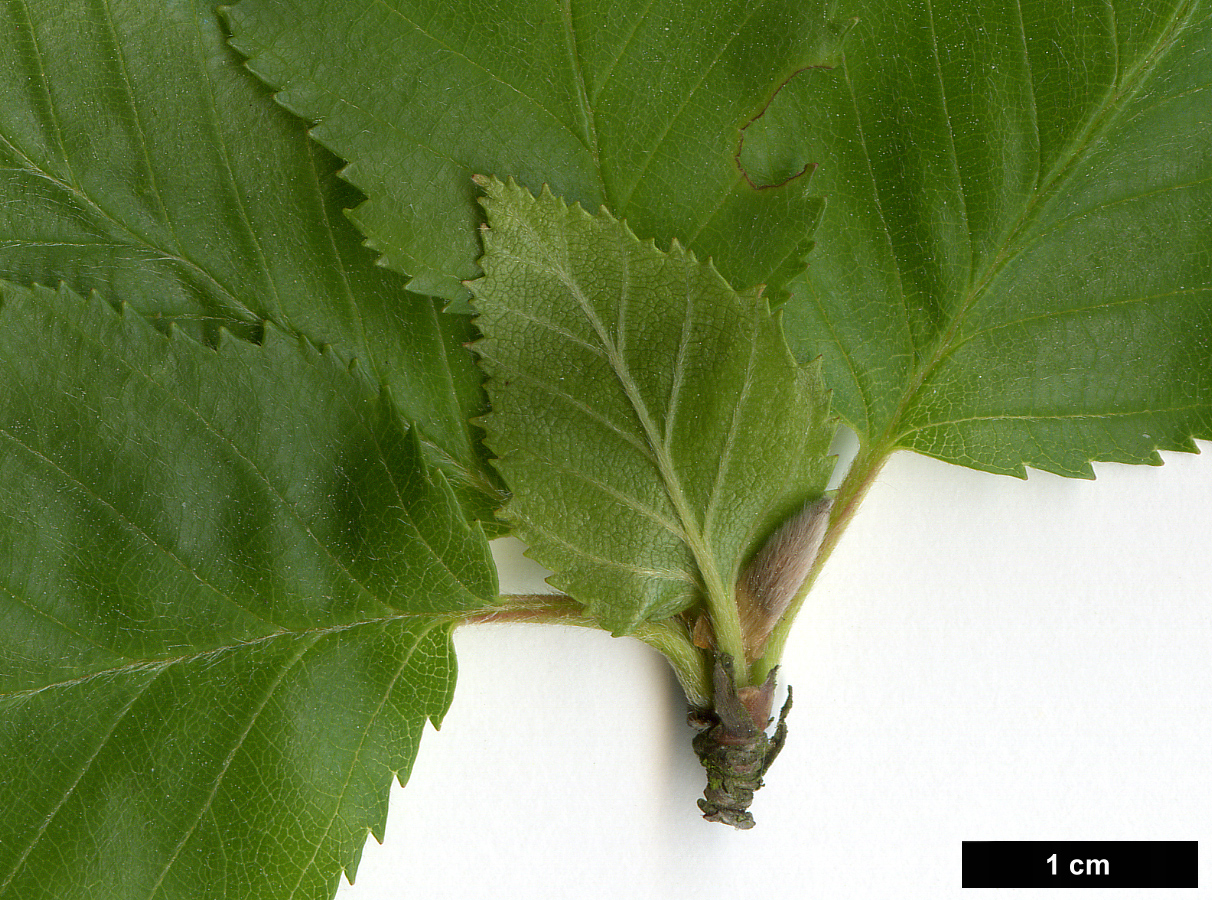 High resolution image: Family: Betulaceae - Genus: Betula - Taxon: chinensis