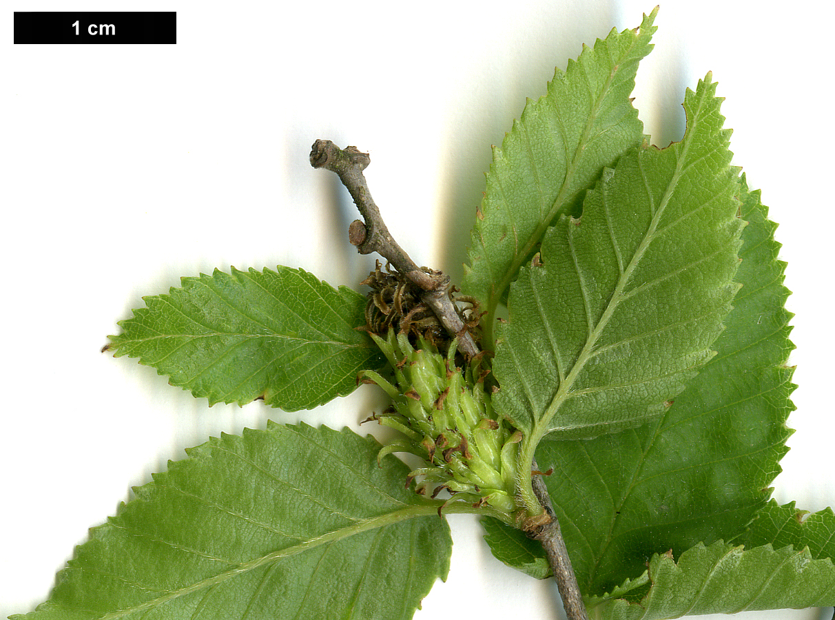 High resolution image: Family: Betulaceae - Genus: Betula - Taxon: chinensis