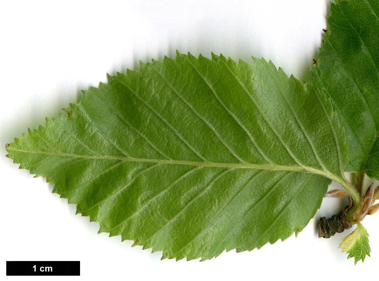 High resolution image: Family: Betulaceae - Genus: Betula - Taxon: chinensis