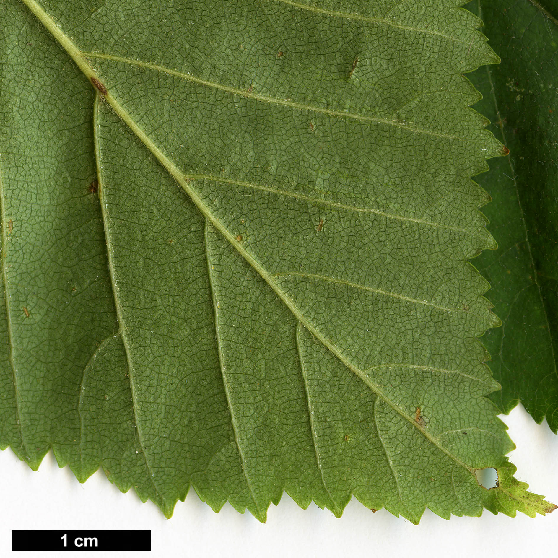 High resolution image: Family: Betulaceae - Genus: Betula - Taxon: cordifolia
