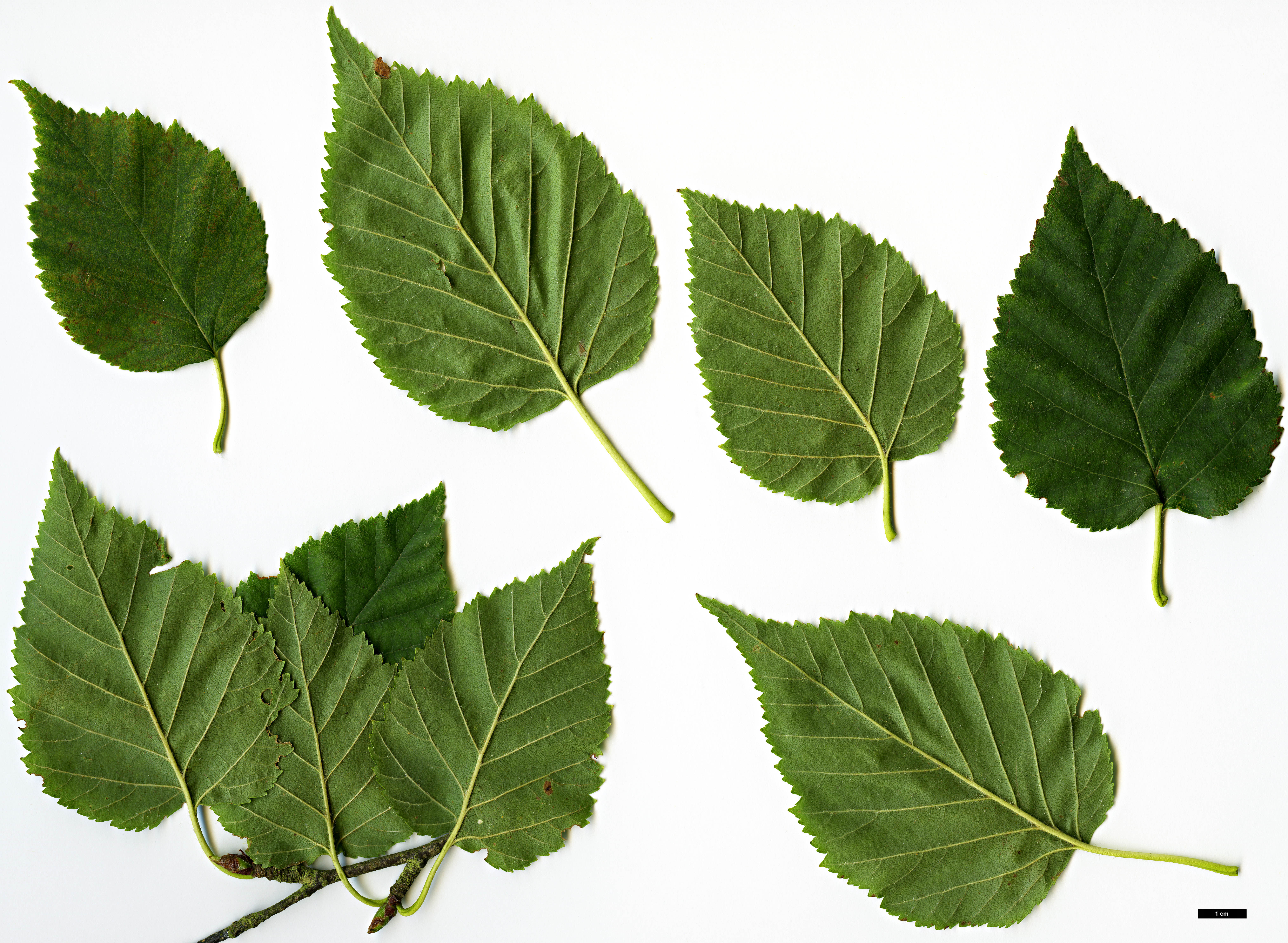 High resolution image: Family: Betulaceae - Genus: Betula - Taxon: cordifolia