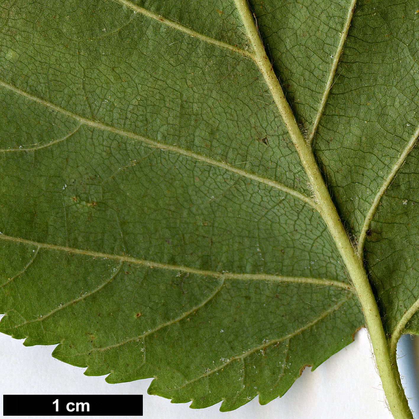 High resolution image: Family: Betulaceae - Genus: Betula - Taxon: cordifolia