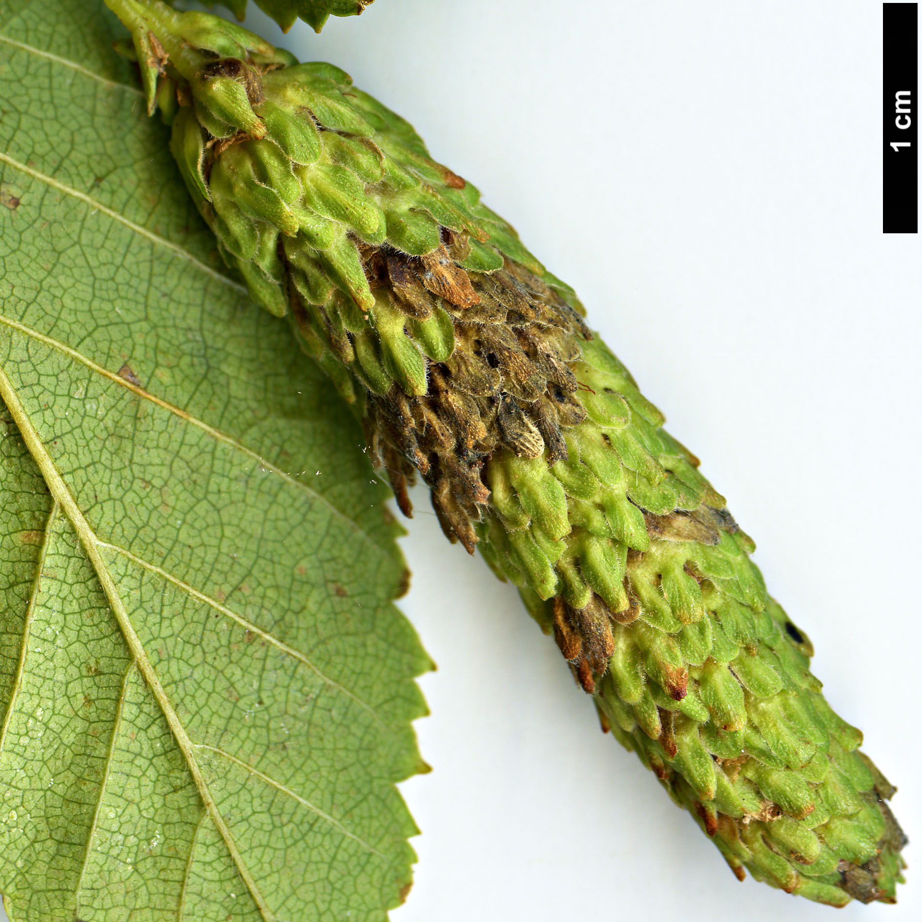 High resolution image: Family: Betulaceae - Genus: Betula - Taxon: cordifolia