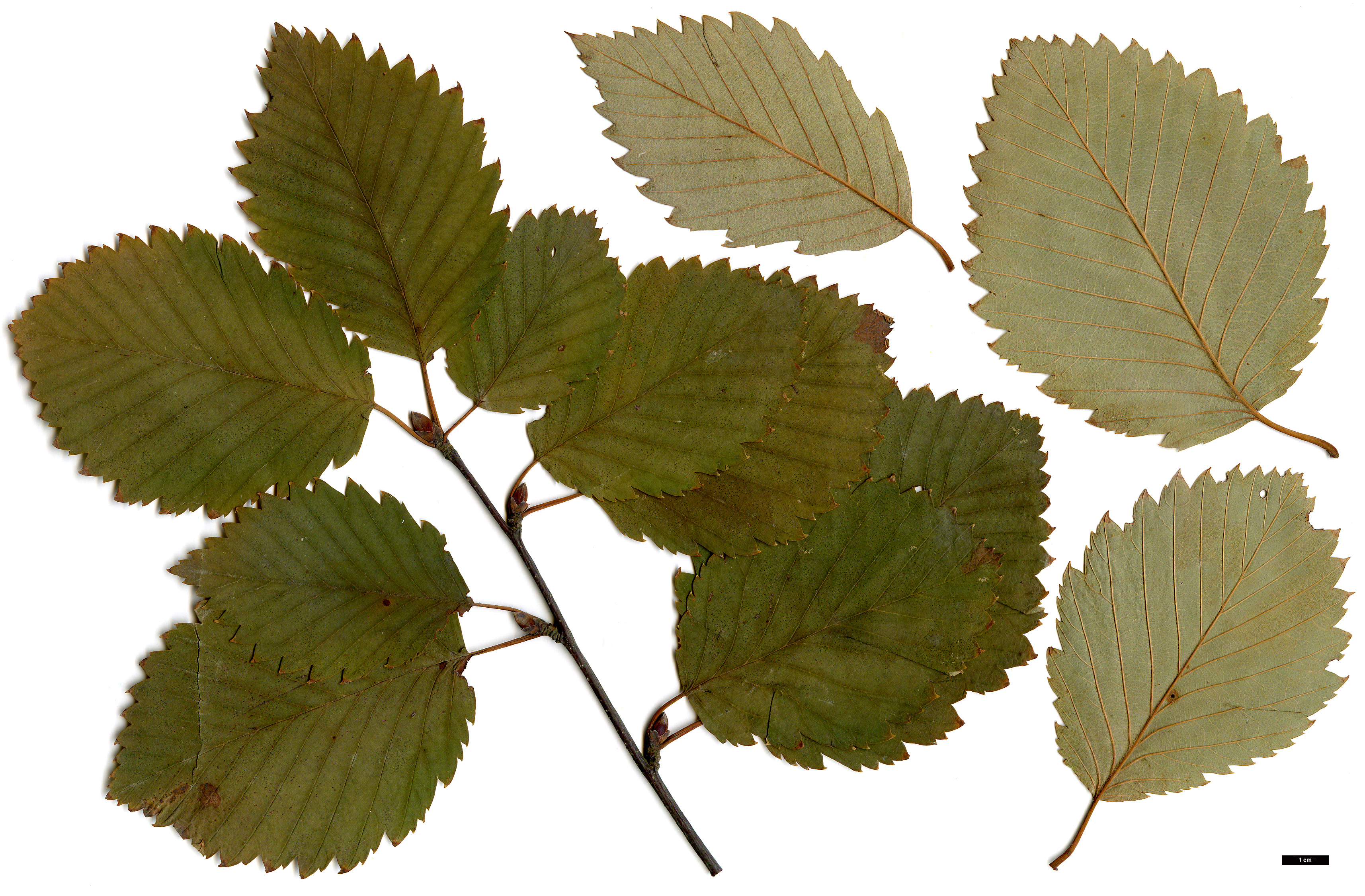 High resolution image: Family: Betulaceae - Genus: Betula - Taxon: corylifolia