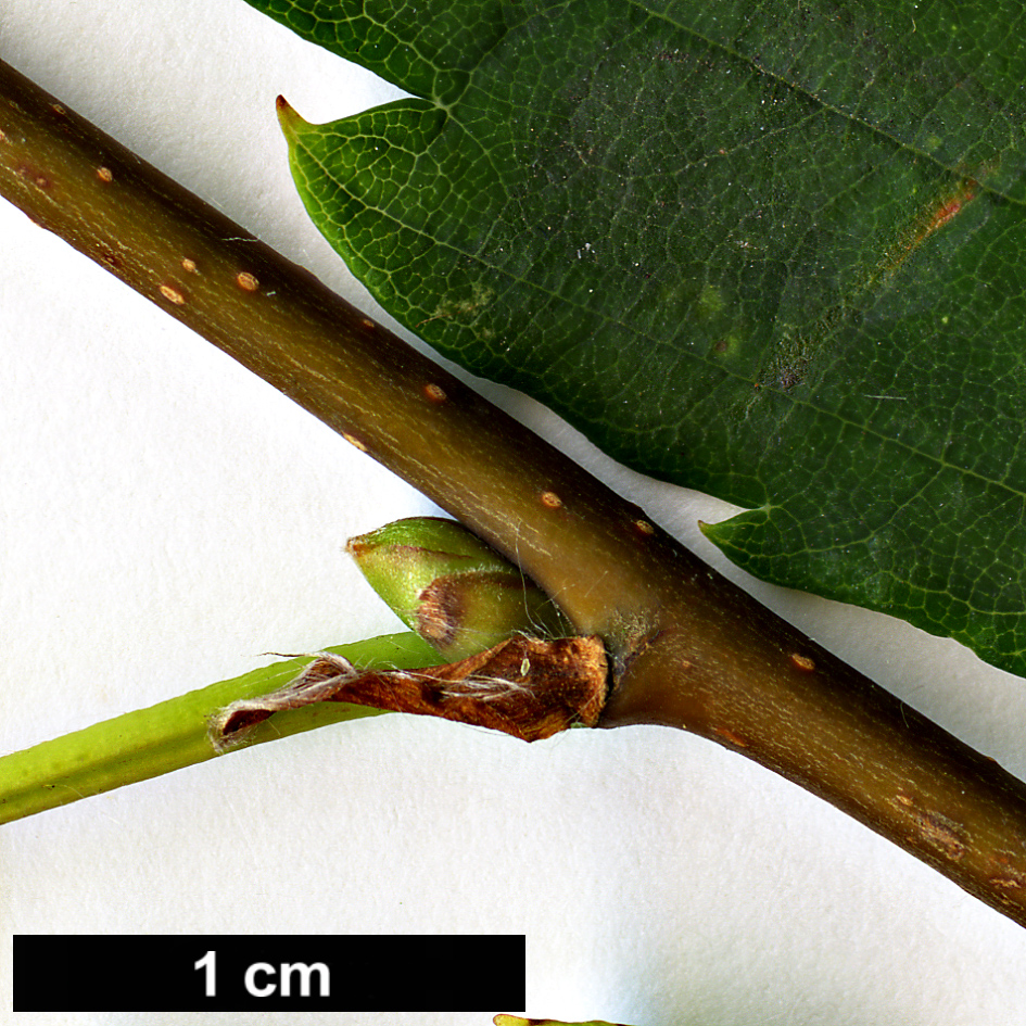 High resolution image: Family: Betulaceae - Genus: Betula - Taxon: corylifolia