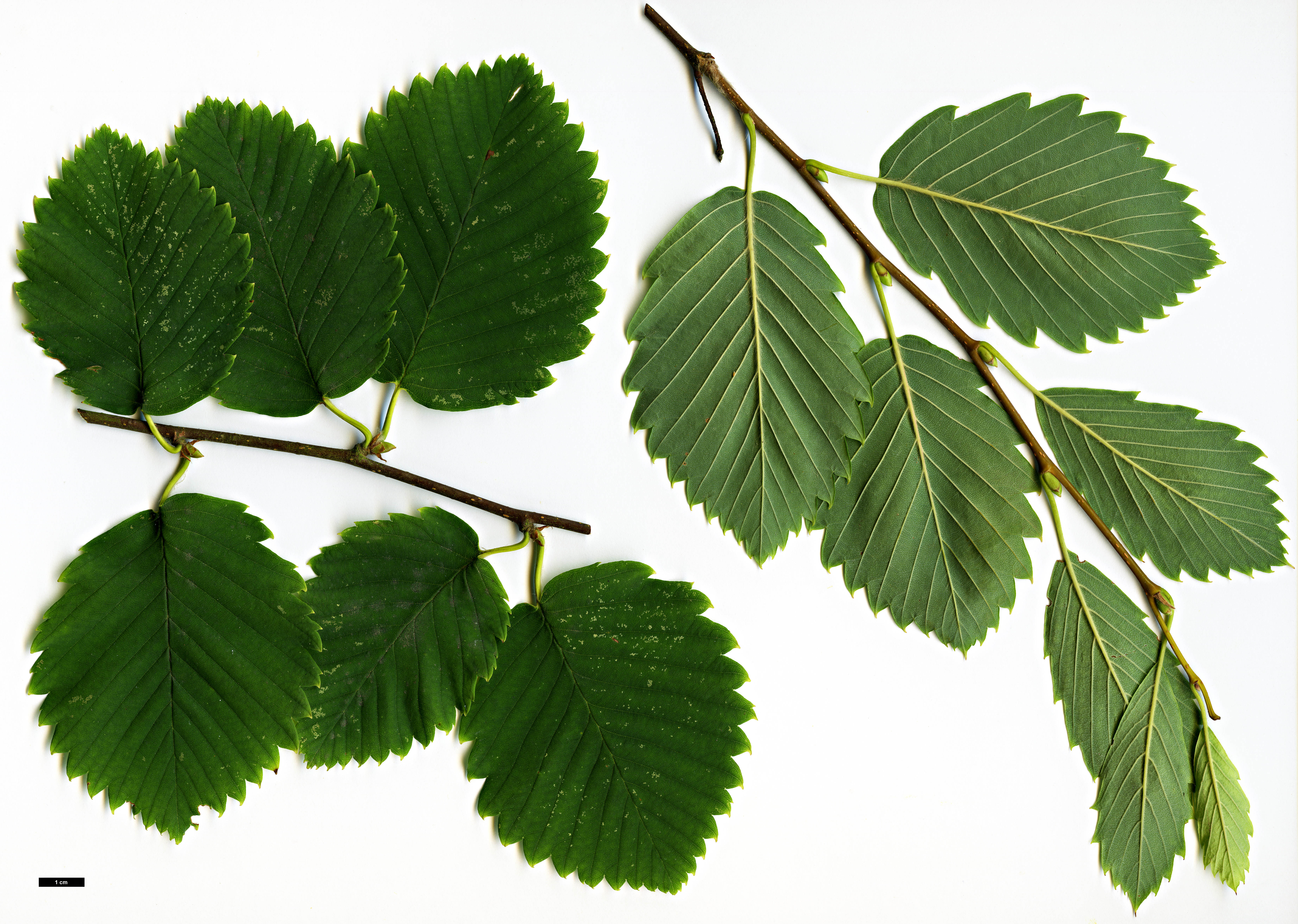 High resolution image: Family: Betulaceae - Genus: Betula - Taxon: corylifolia