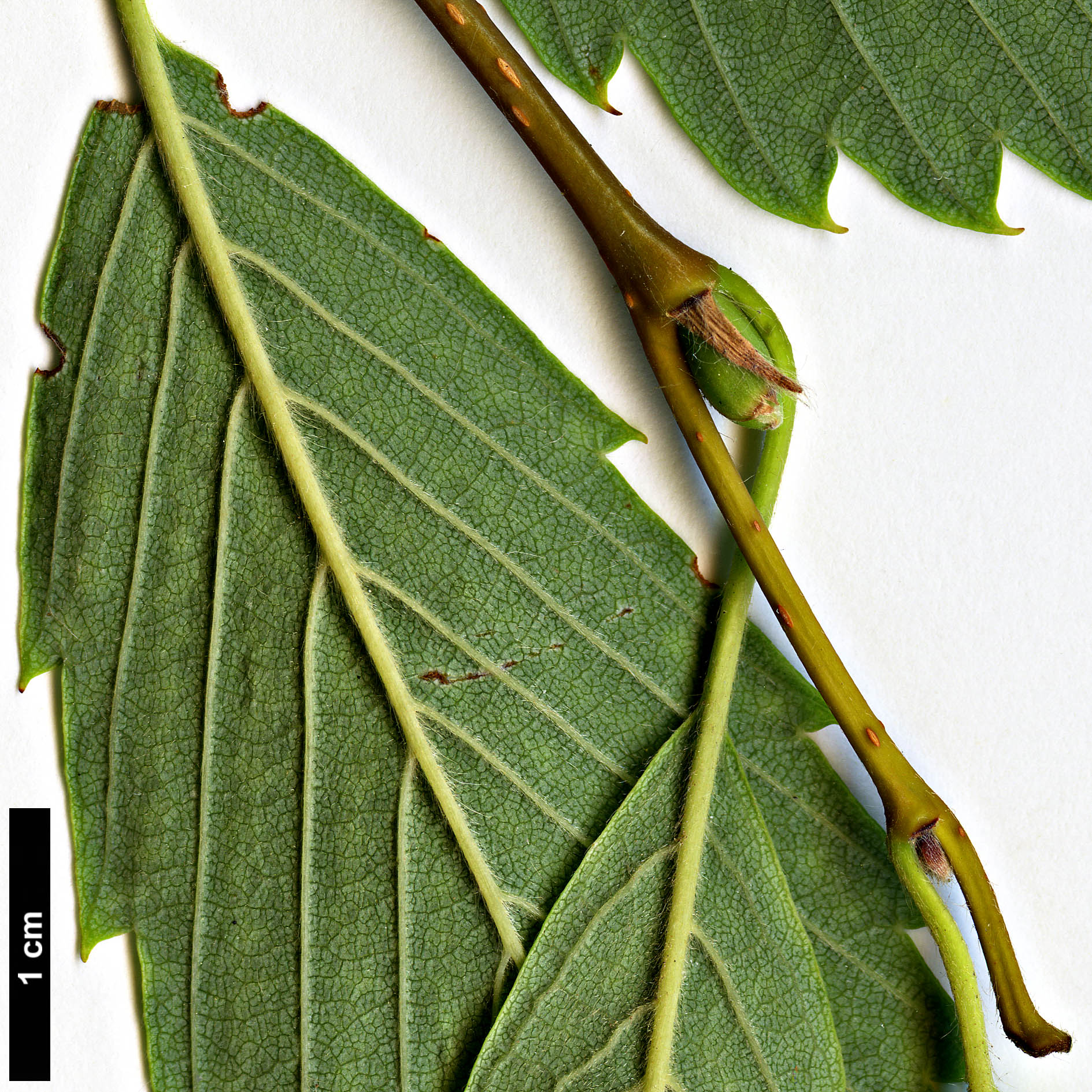 High resolution image: Family: Betulaceae - Genus: Betula - Taxon: corylifolia