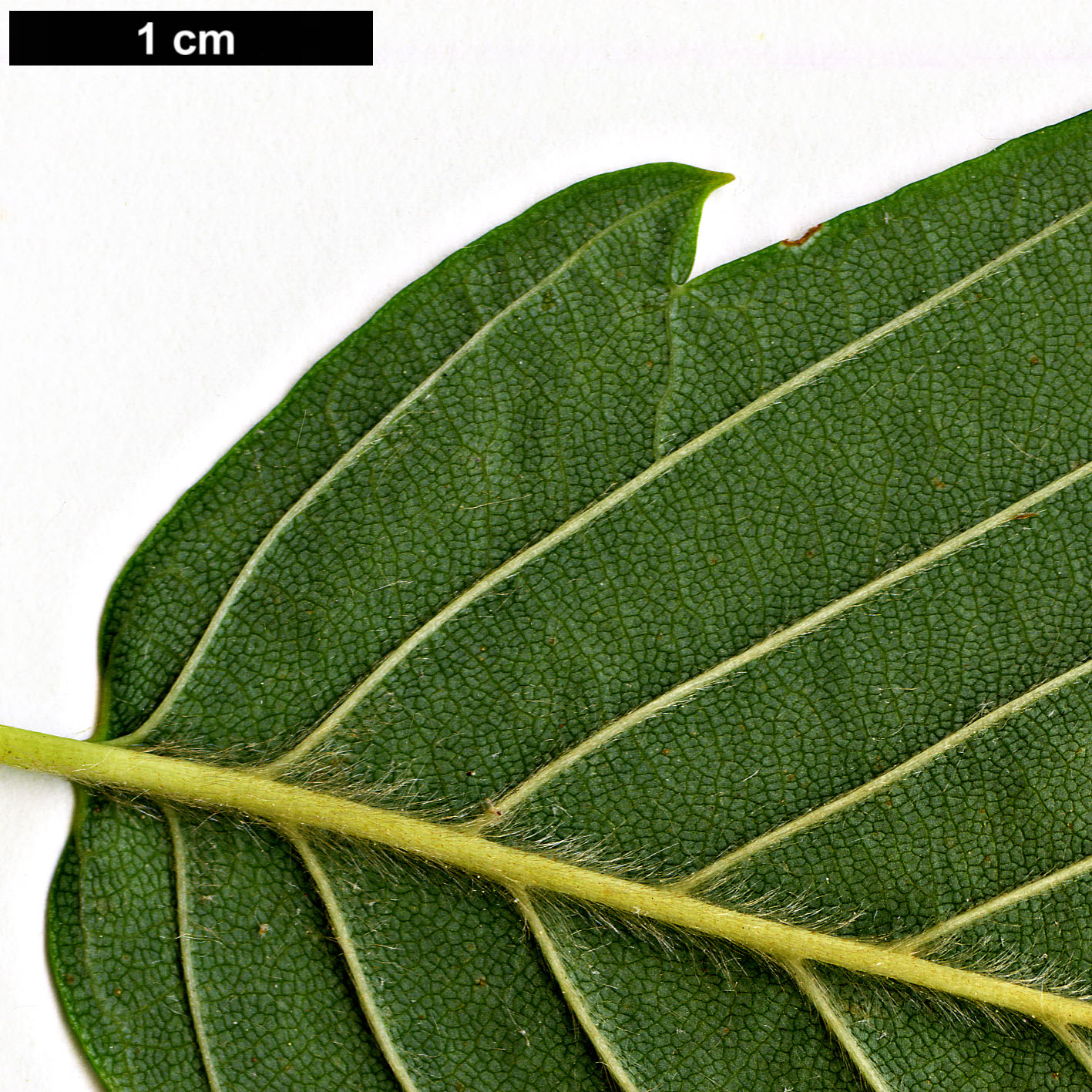 High resolution image: Family: Betulaceae - Genus: Betula - Taxon: corylifolia