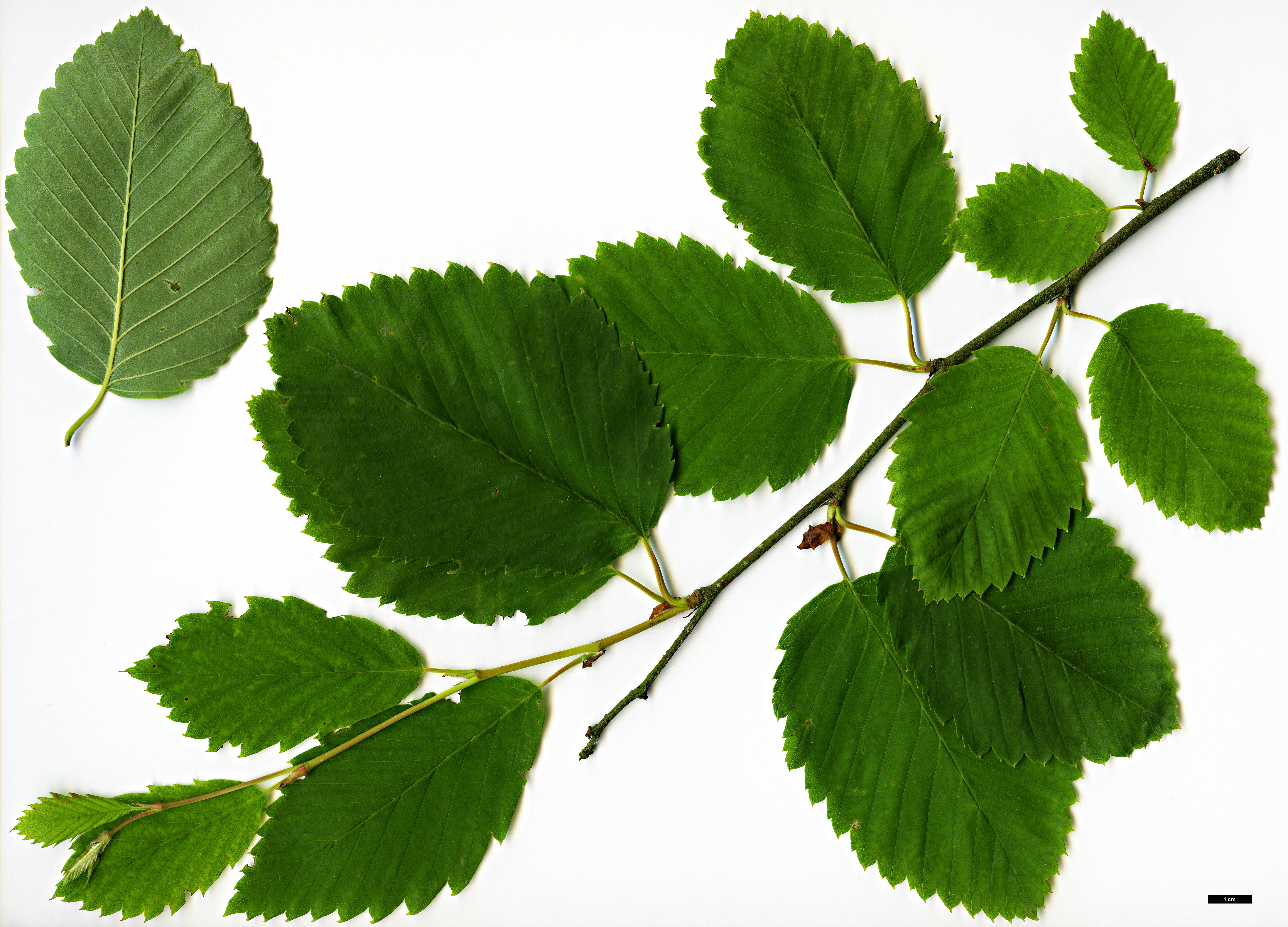 High resolution image: Family: Betulaceae - Genus: Betula - Taxon: corylifolia