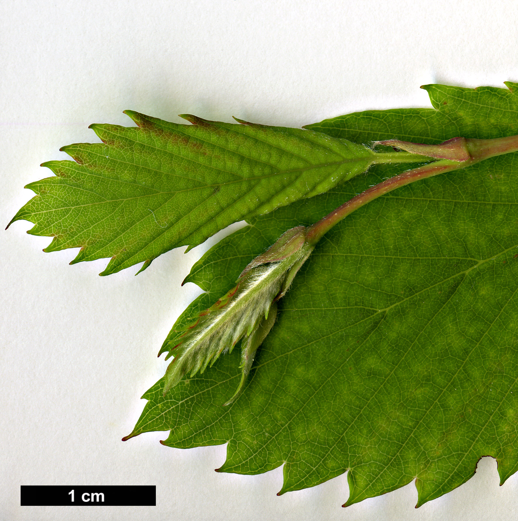 High resolution image: Family: Betulaceae - Genus: Betula - Taxon: corylifolia