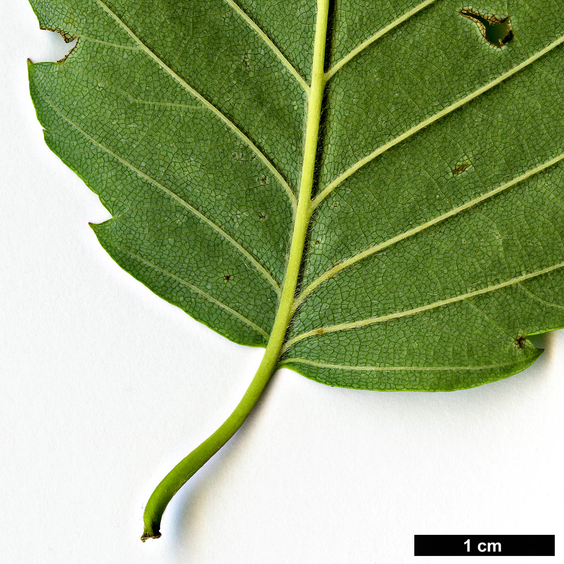 High resolution image: Family: Betulaceae - Genus: Betula - Taxon: corylifolia