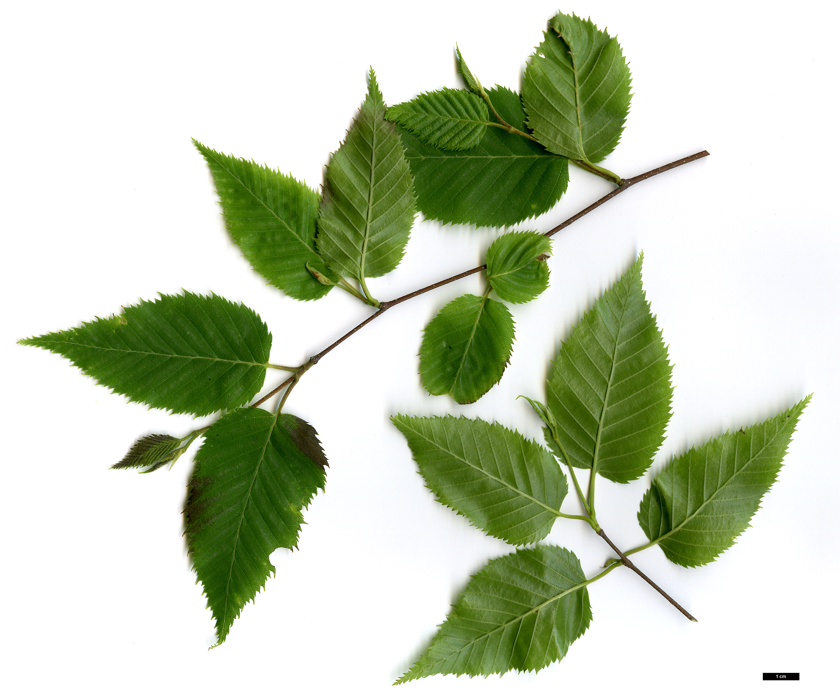 High resolution image: Family: Betulaceae - Genus: Betula - Taxon: costata