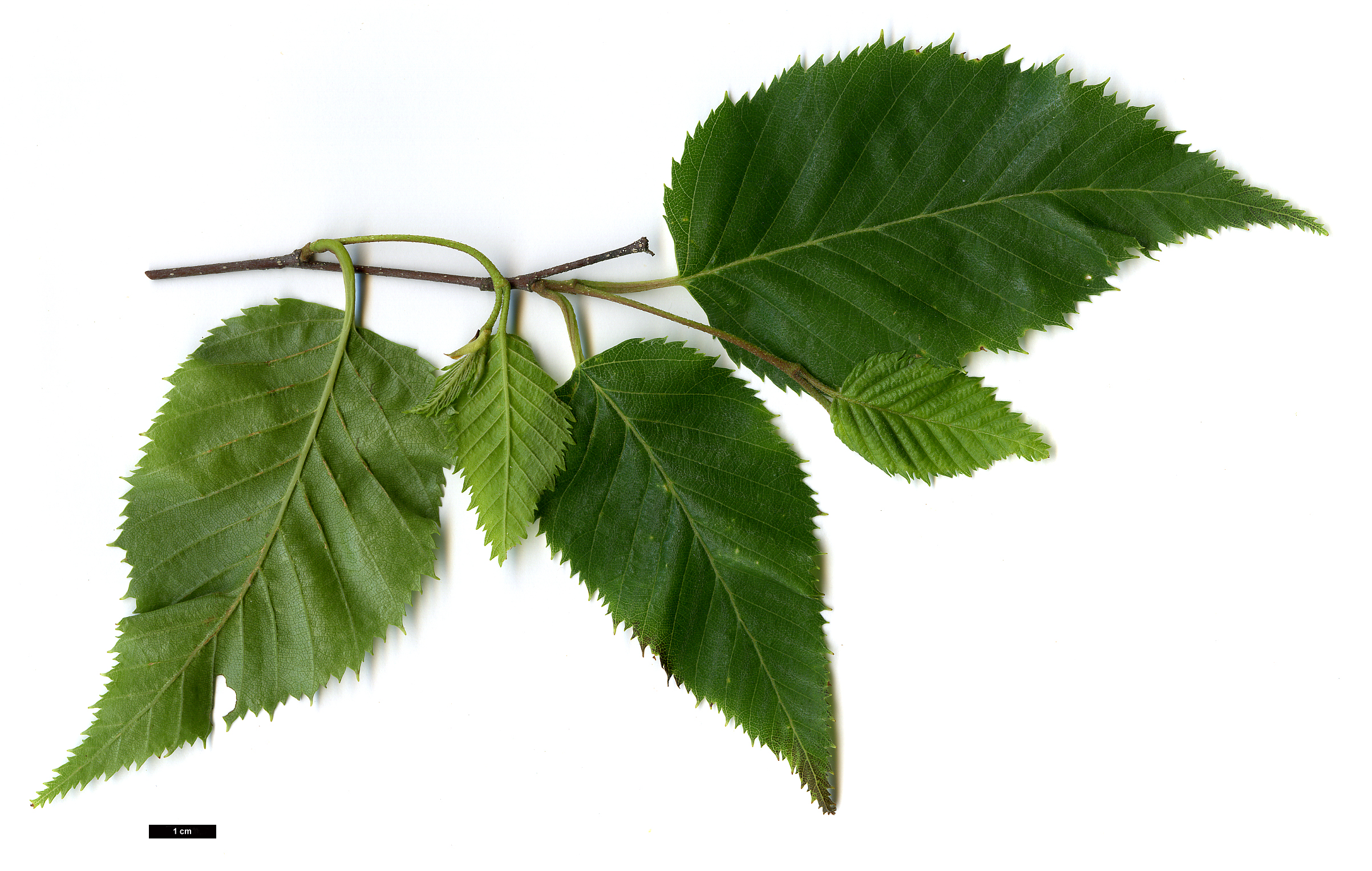 High resolution image: Family: Betulaceae - Genus: Betula - Taxon: costata