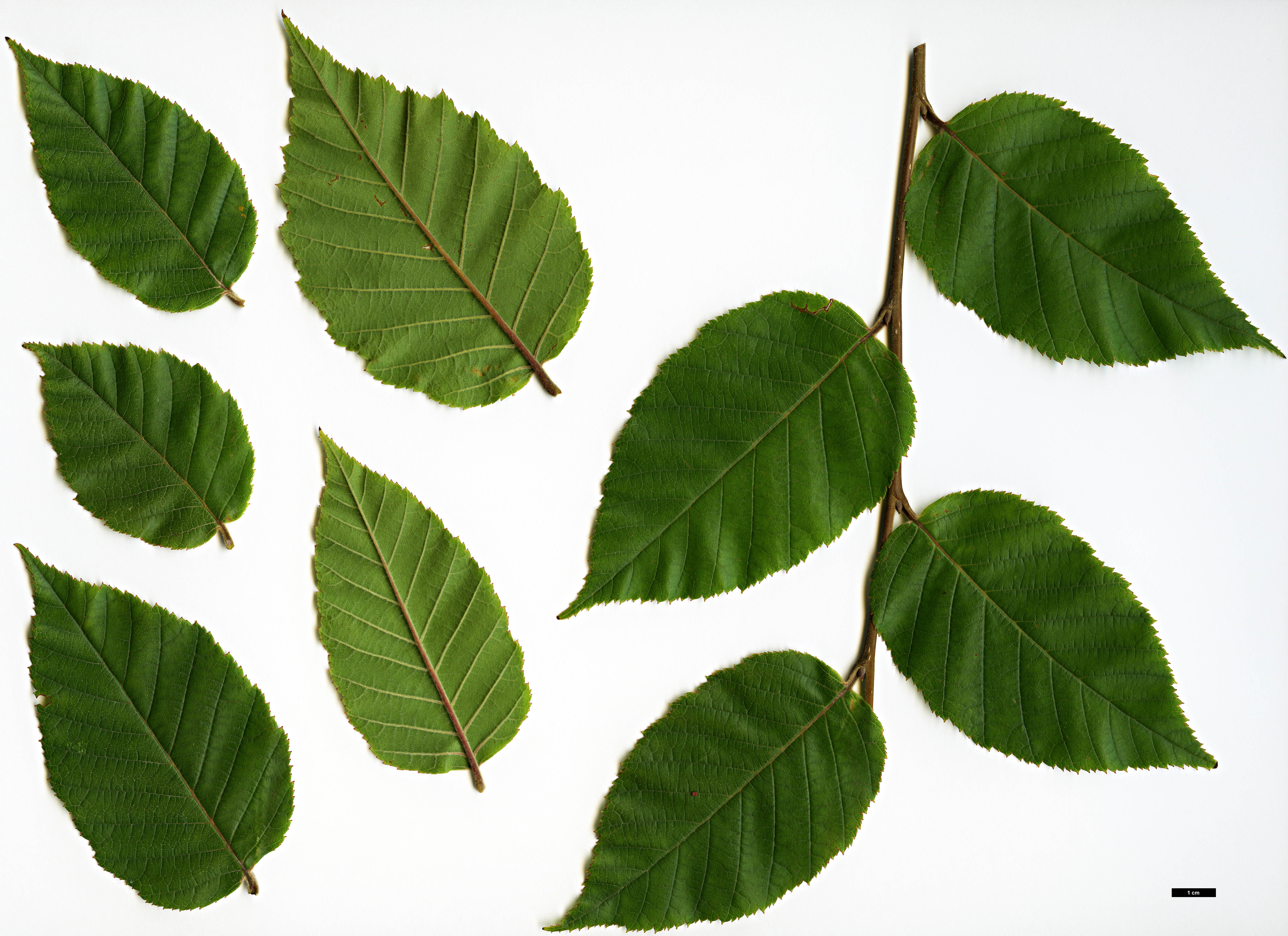 High resolution image: Family: Betulaceae - Genus: Betula - Taxon: cylindrostachya