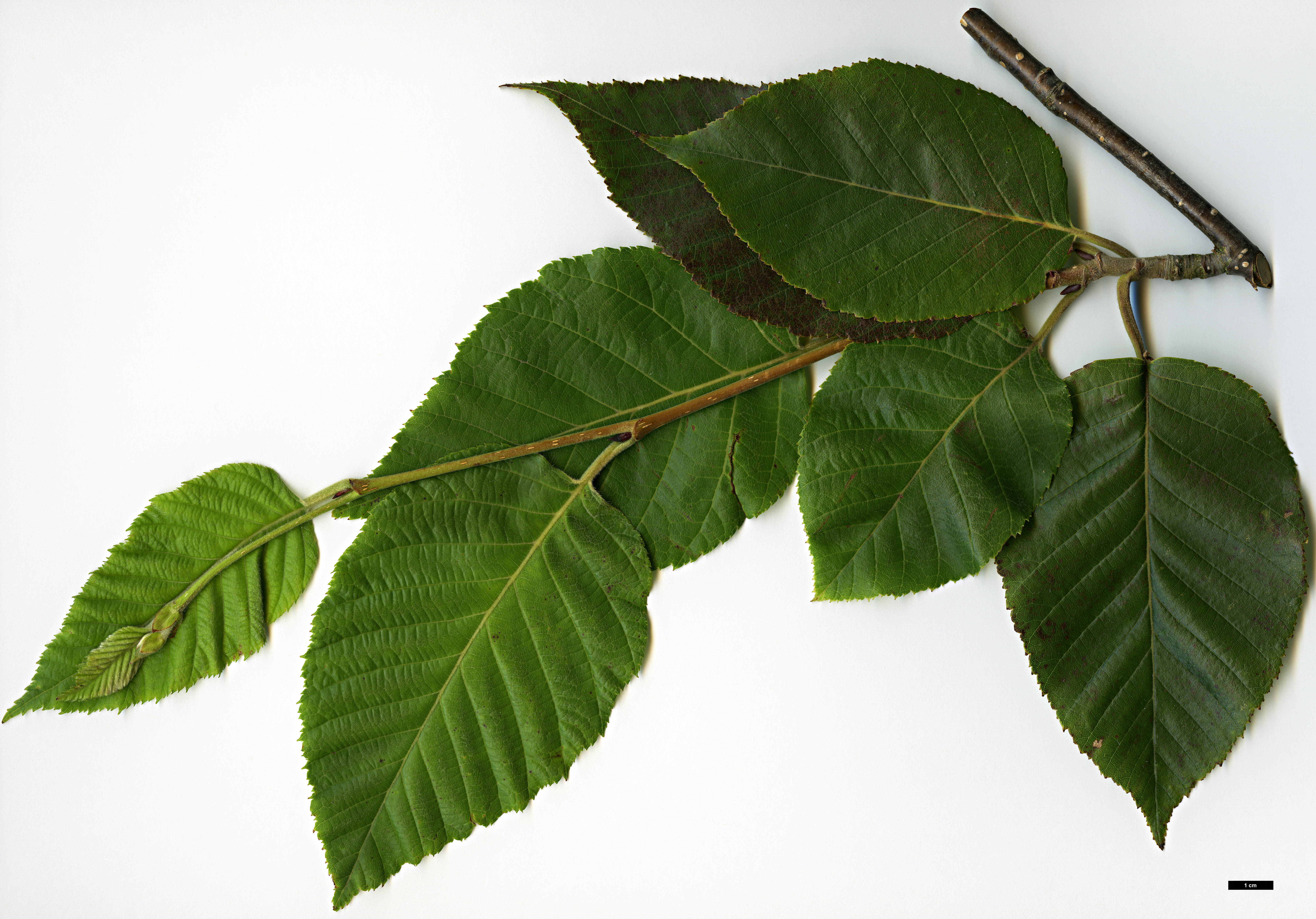 High resolution image: Family: Betulaceae - Genus: Betula - Taxon: cylindrostachya