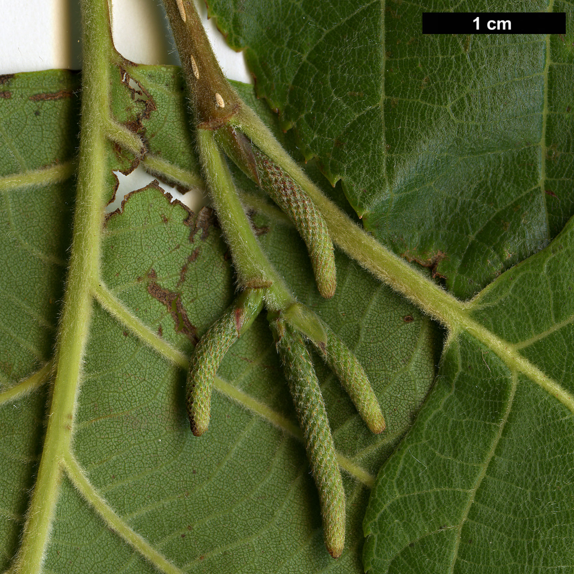 High resolution image: Family: Betulaceae - Genus: Betula - Taxon: cylindrostachya