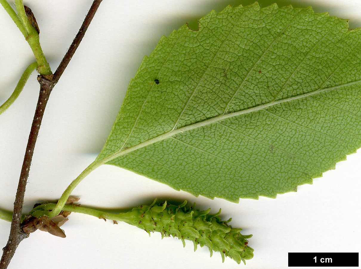 High resolution image: Family: Betulaceae - Genus: Betula - Taxon: dahurica