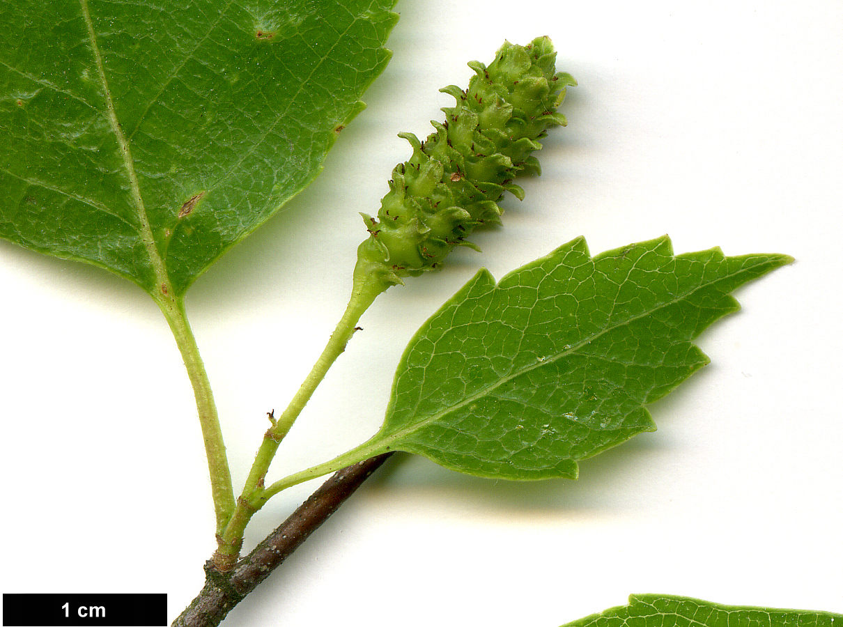 High resolution image: Family: Betulaceae - Genus: Betula - Taxon: dahurica