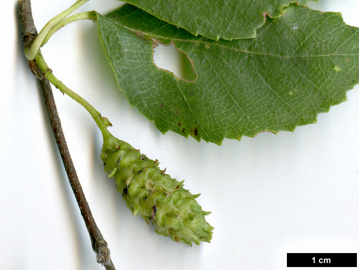 High resolution image: Family: Betulaceae - Genus: Betula - Taxon: dahurica