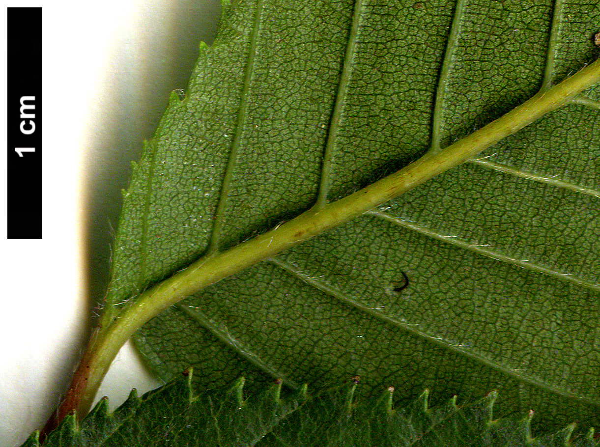 High resolution image: Family: Betulaceae - Genus: Betula - Taxon: delavayi
